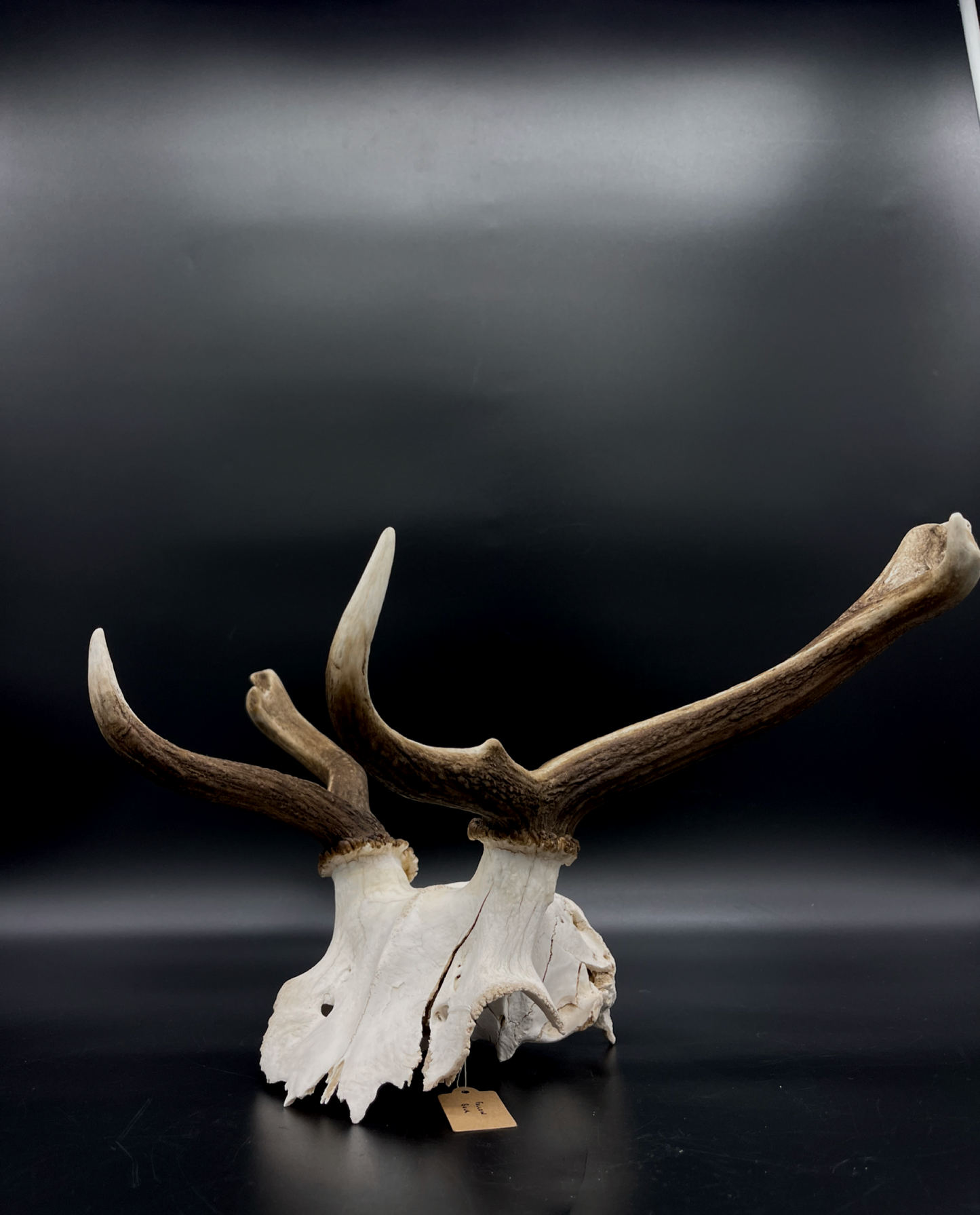 Craft Grade Fallow Buck Skull Cap