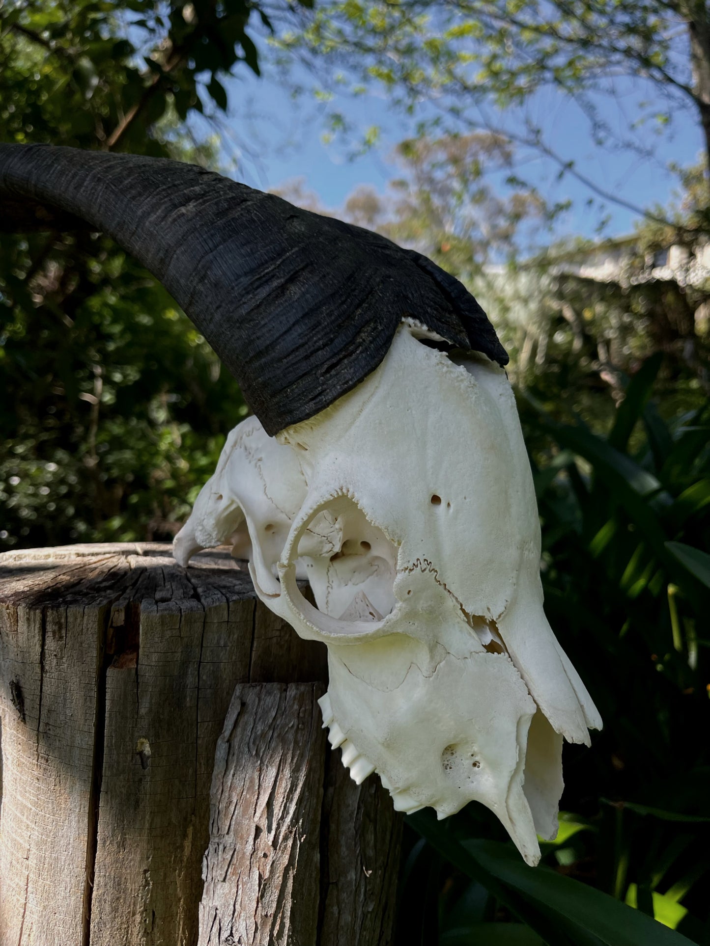 Billy Goat Skull