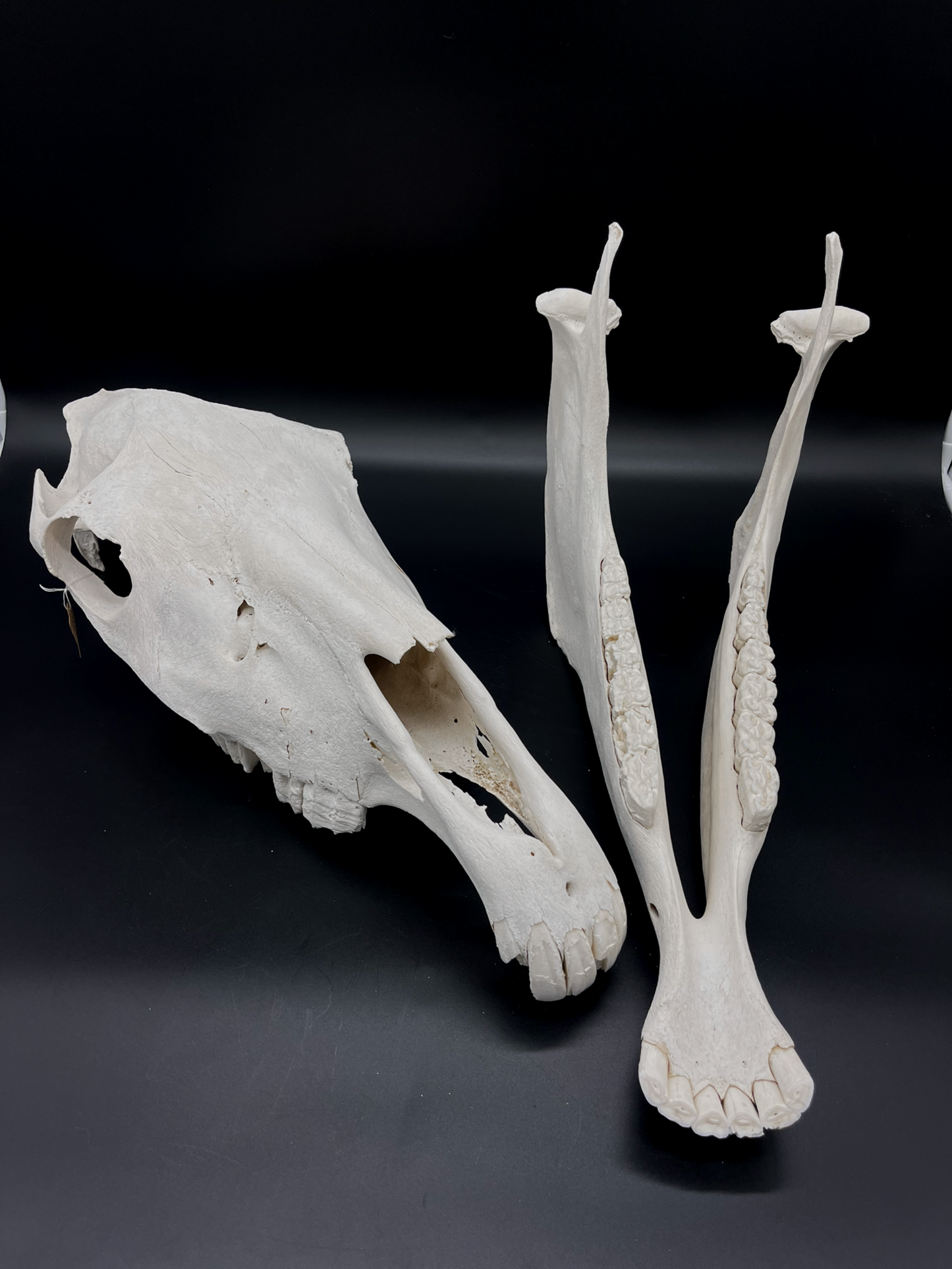 B Grade Pathological Horse Skull