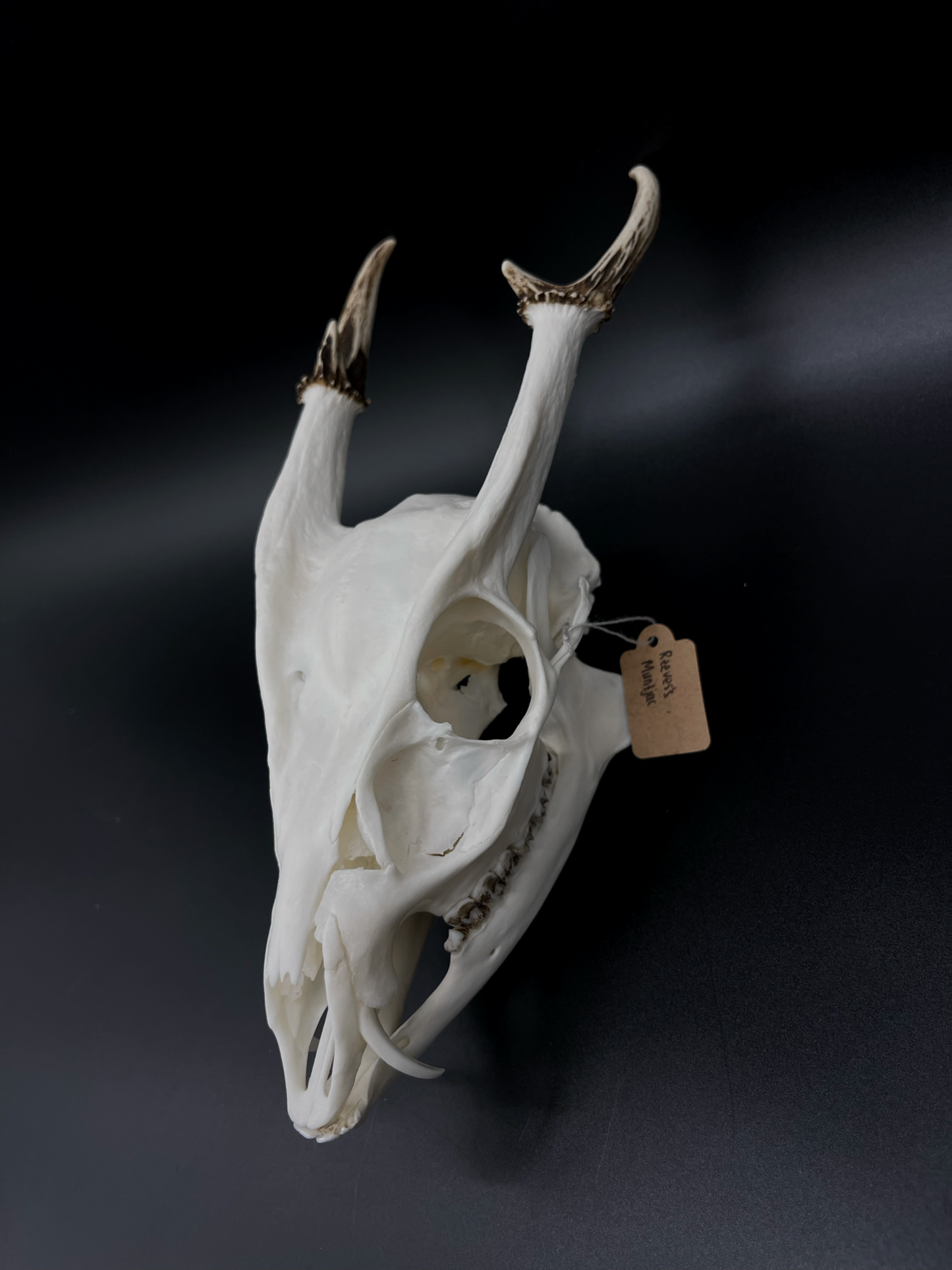 A Grade Reeves’s Muntjac Skull with Mandibles (UK)