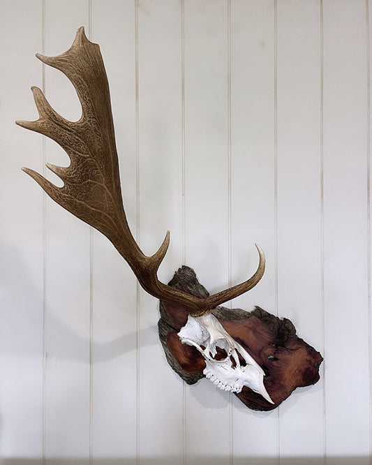 One-sided Fallow Buck Hardwood Burl Mount