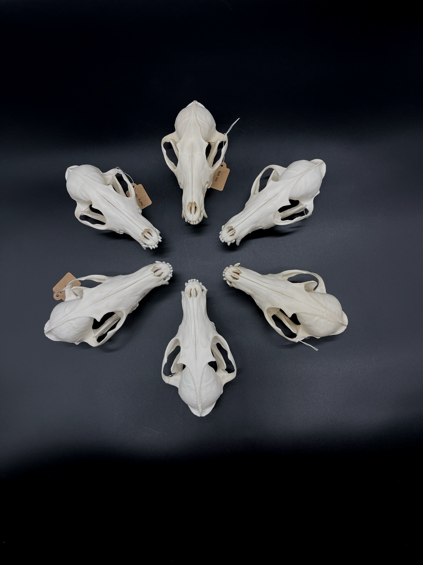 A- Grade Red Fox Skull