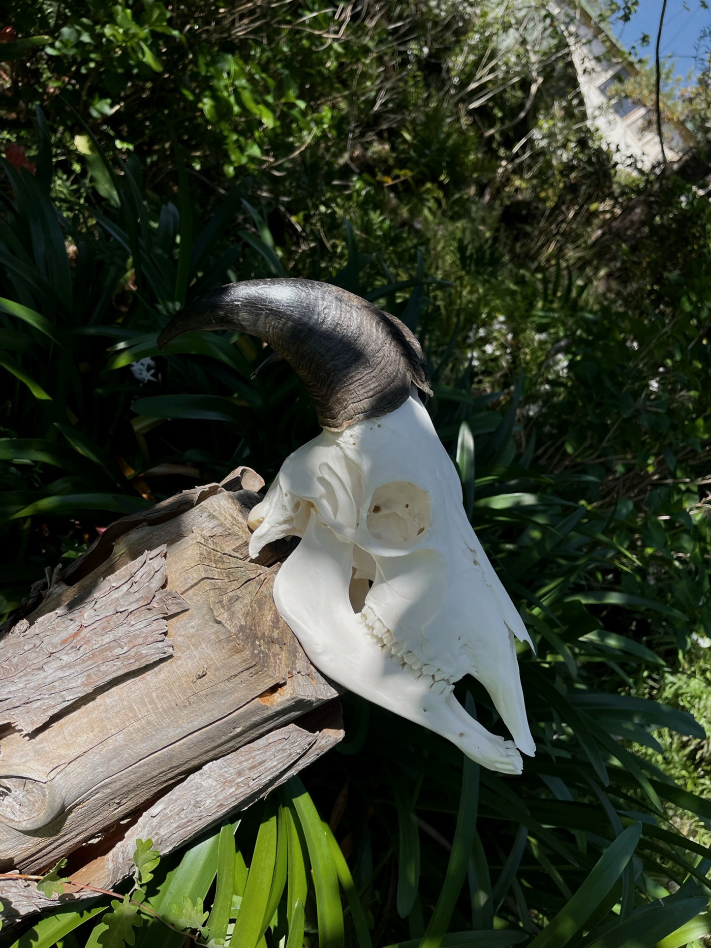 Himalayan Tahr Bull Skull (NZ)