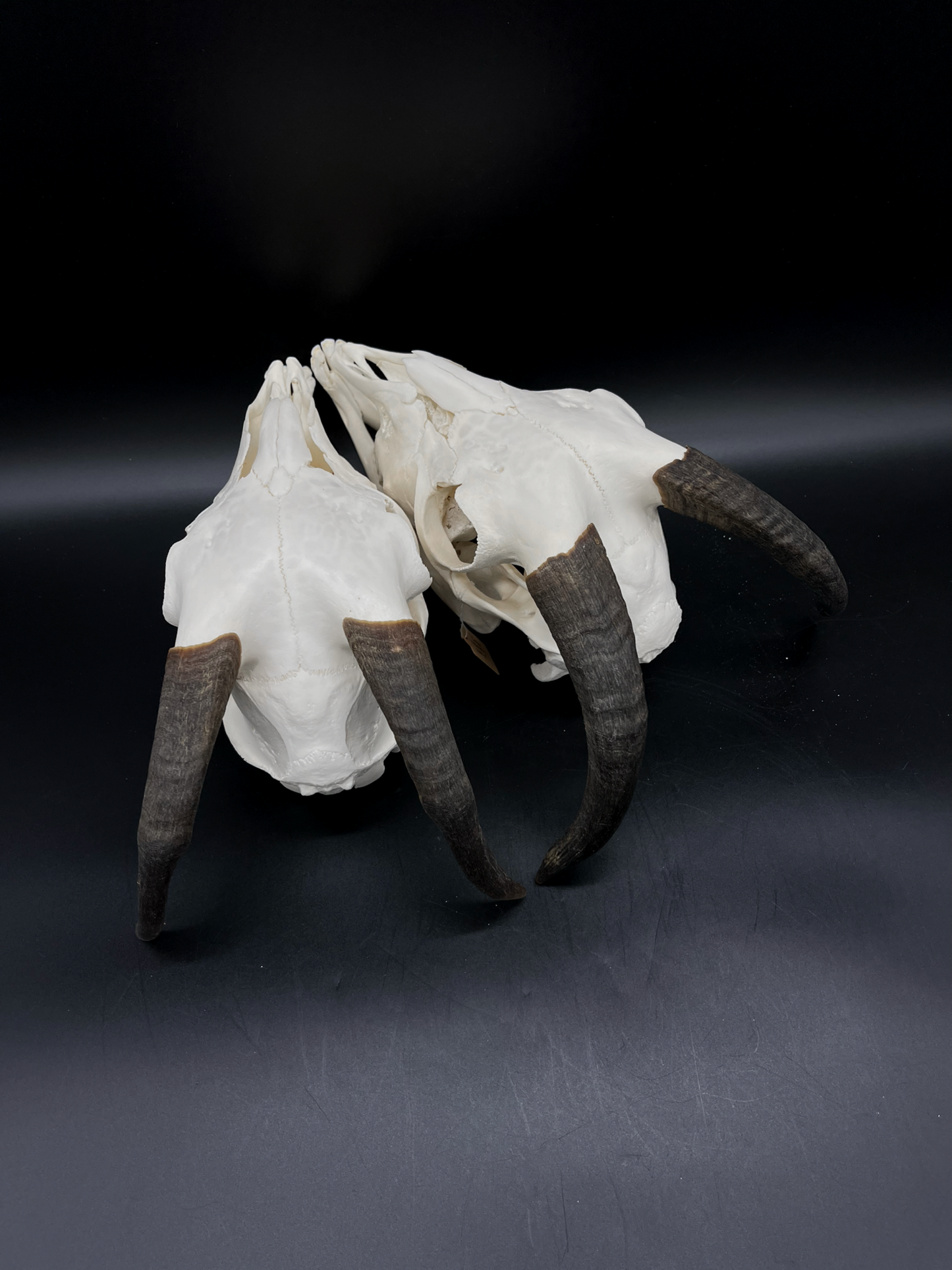 A- Juvenile Boer Goat Skull with Mandibles