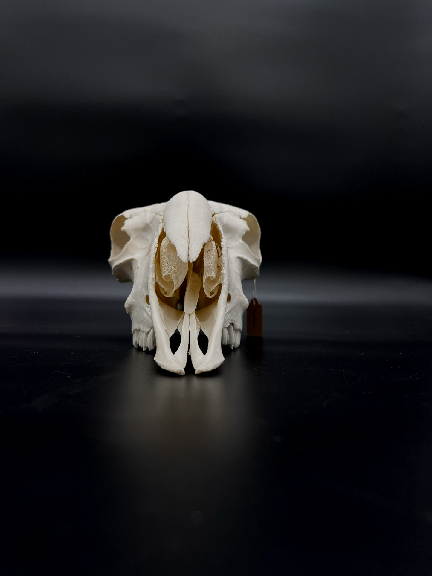 A- Grade Border Leicester Stud Ram Skull (Slight Wry Nose)