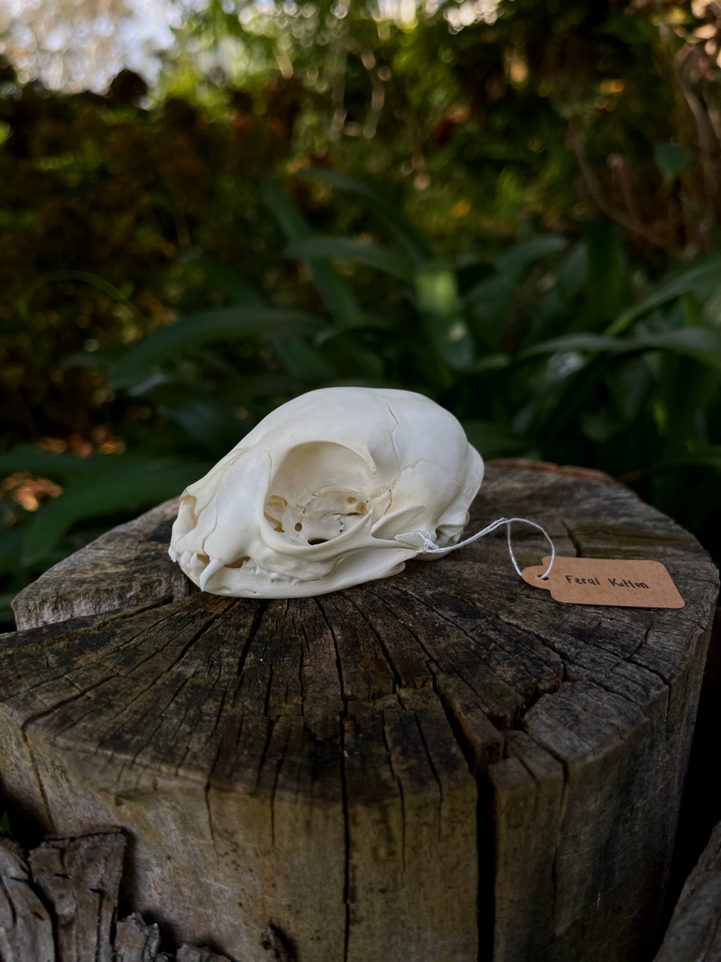 Feral Kitten Skull (B Grade)