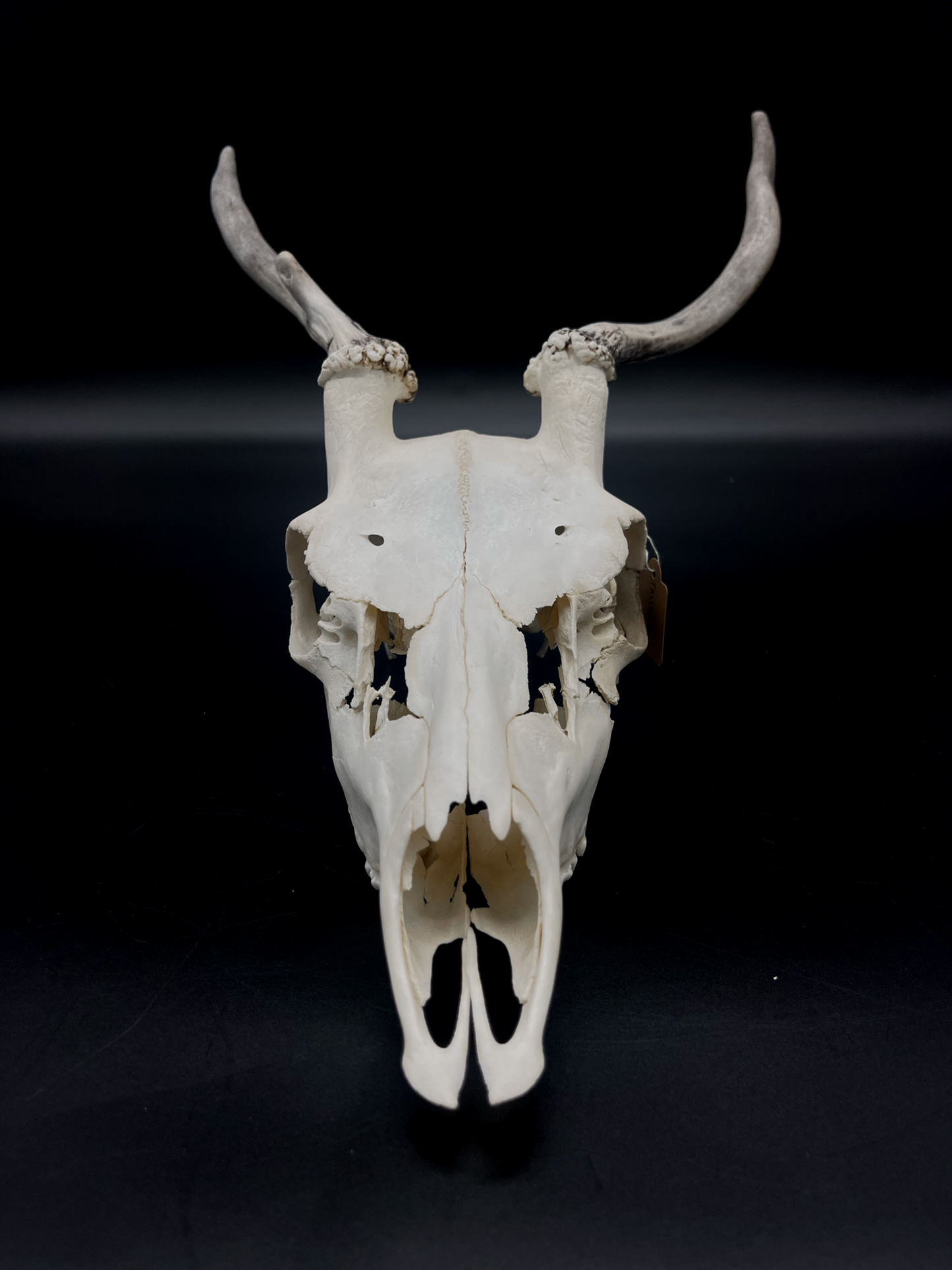 Craft Grade Fallow Buck Spiker Skull