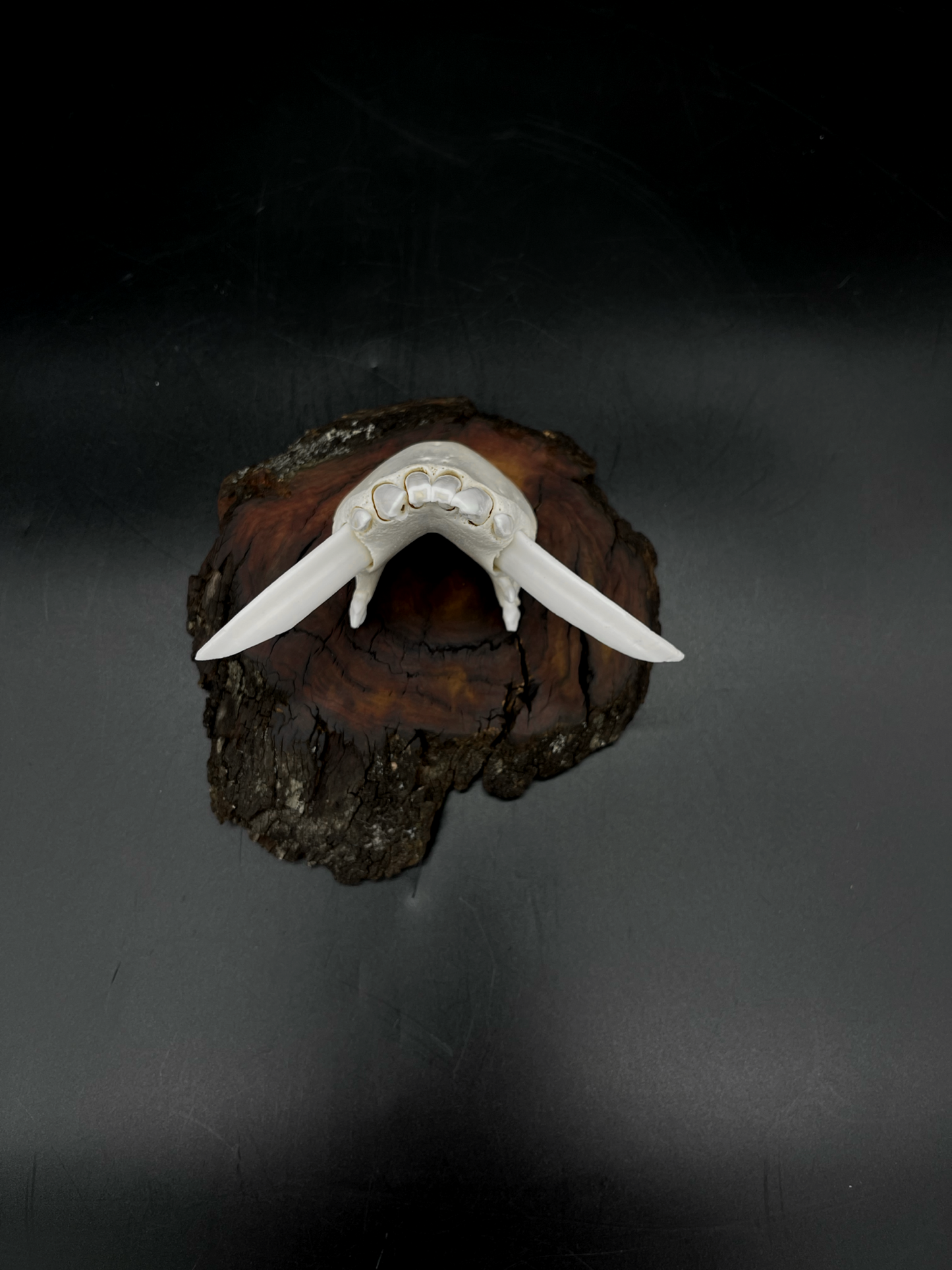 Wild Boar Tusks mounted on Hardwood Burl