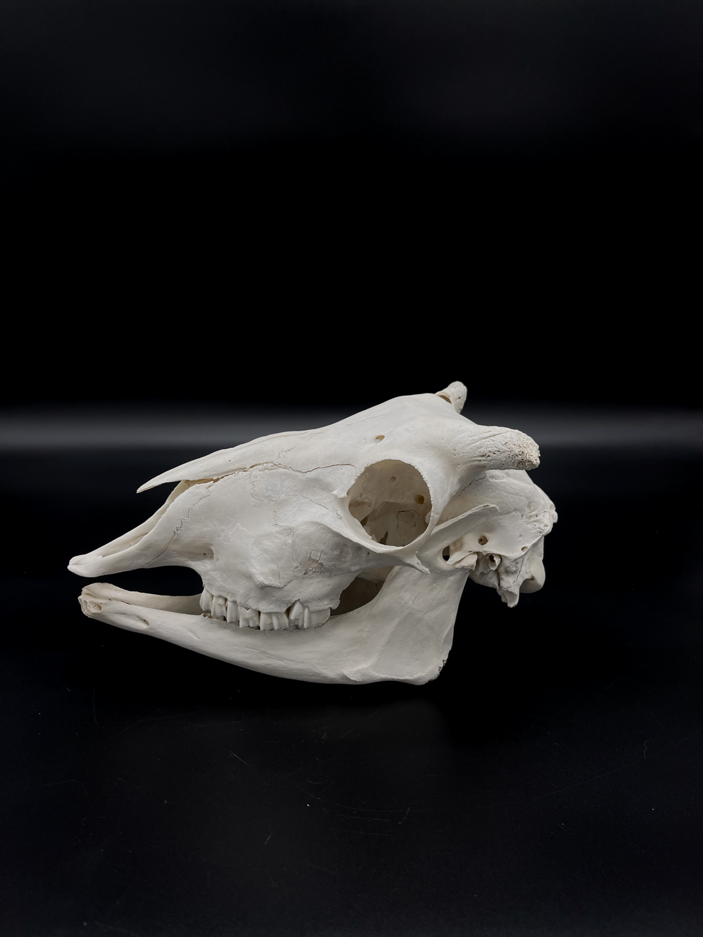 Craft Grade Merino Ewe Skull
