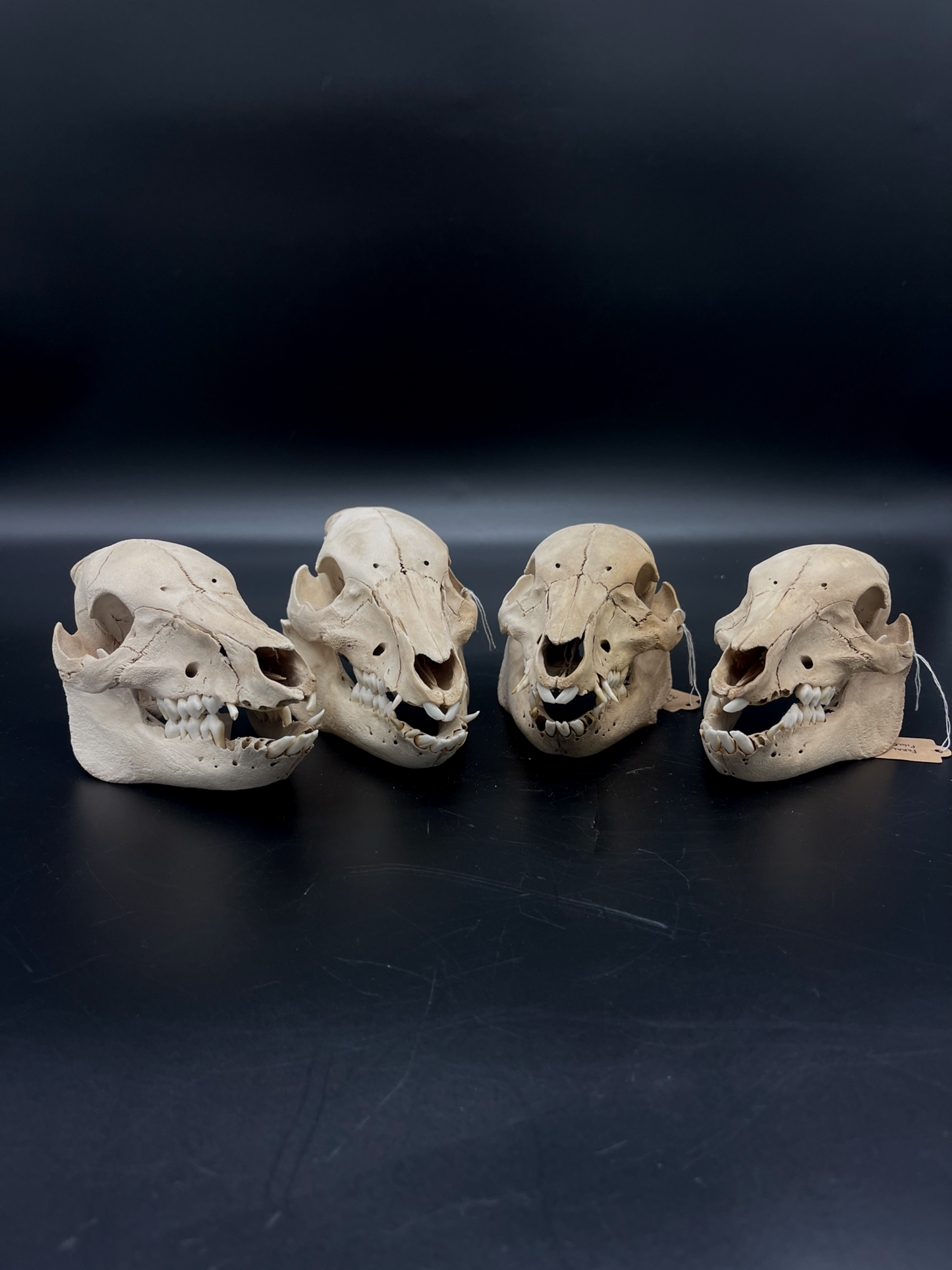 B Grade Feral Piglet Skull with Mandibles & Natural Patina