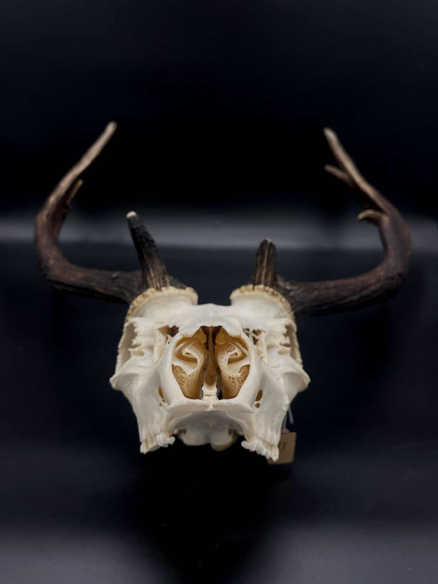 A- Grade Geriatric Fallow Buck Skull
