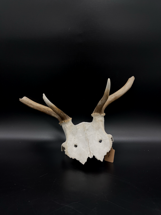 Craft Grade Fallow Buck Skull Cap