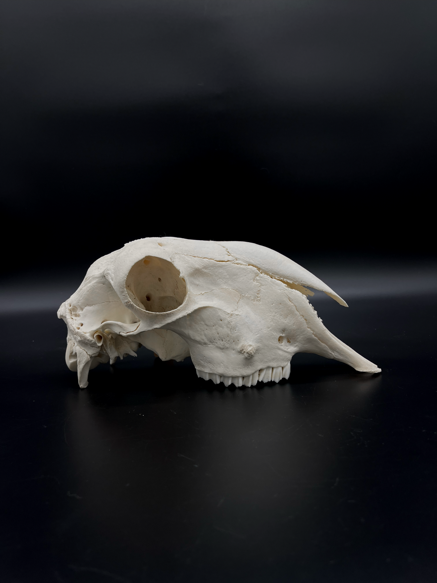 A- Grade Border Leicester Stud Ram Skull (Slight Wry Nose)