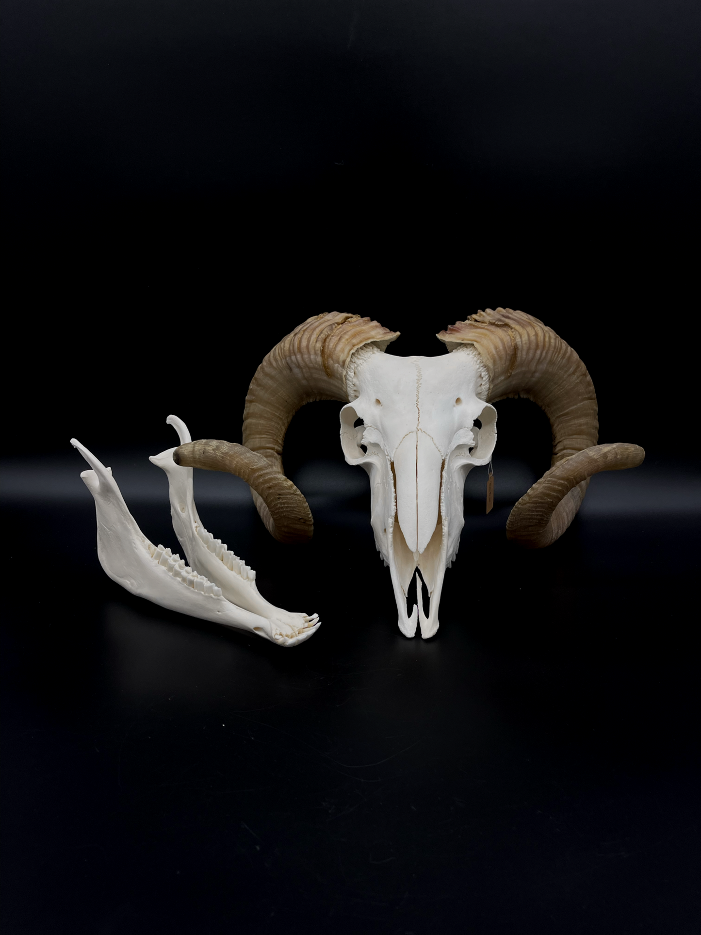B Grade Merino Ram Skull with Mandibles