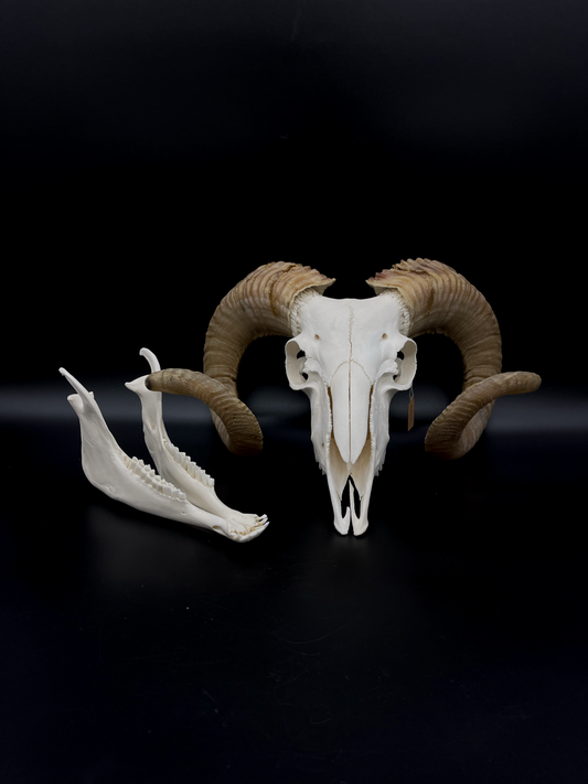 B Grade Merino Ram Skull with Mandibles