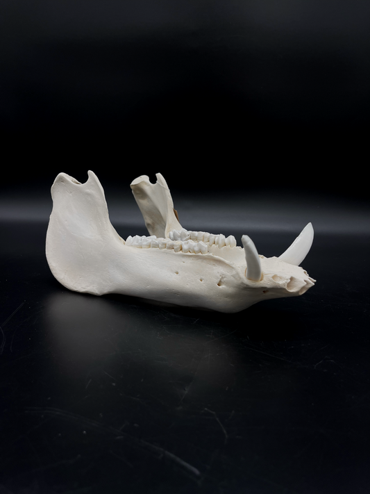 B Grade Wild Boar Tusks/Mandibles