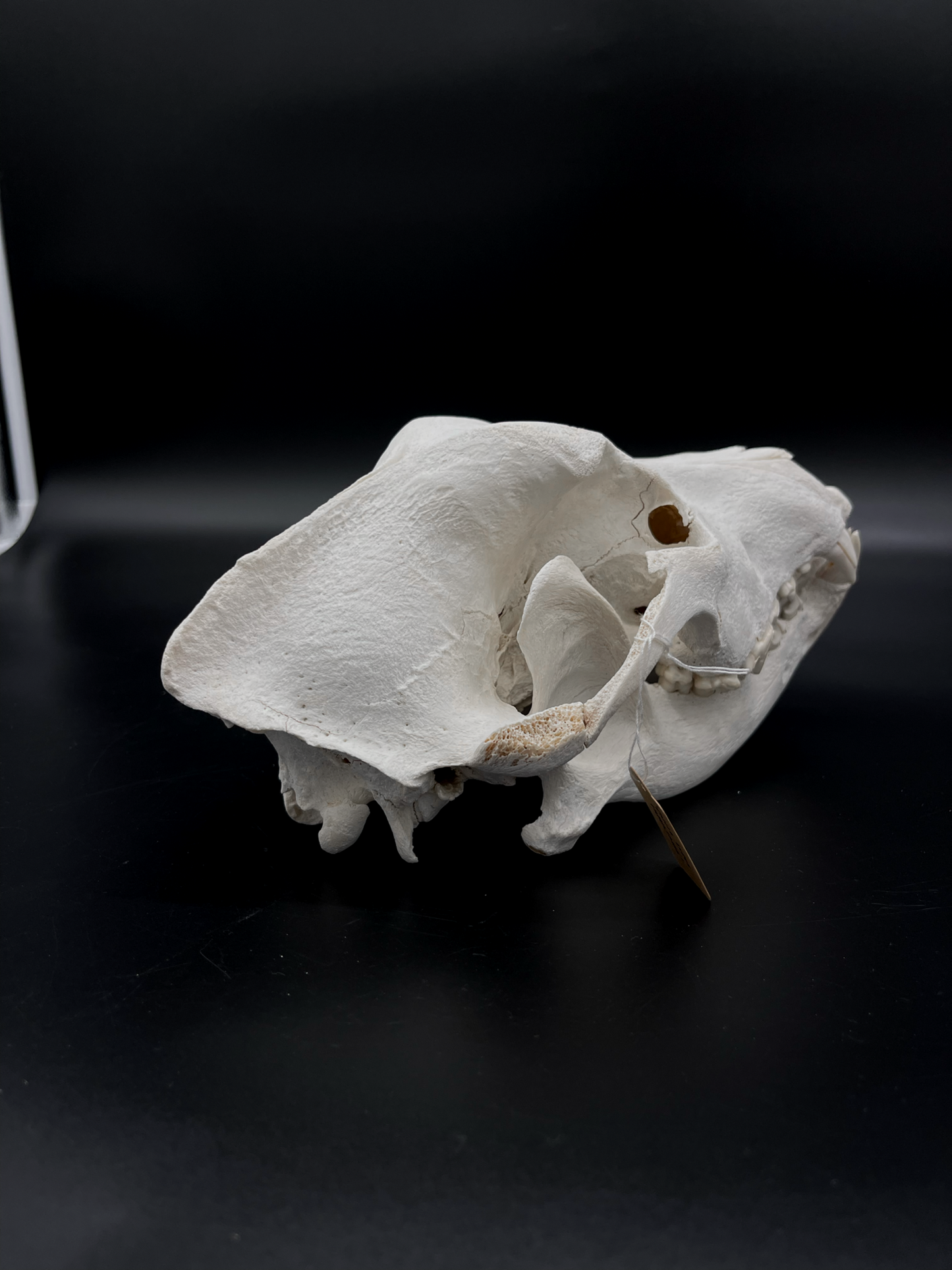 Craft Grade Irish Wolfhound Skull