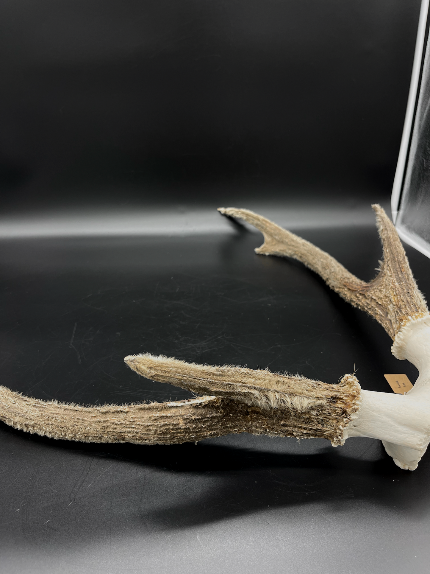 Sambar Antlers in Hard Velvet