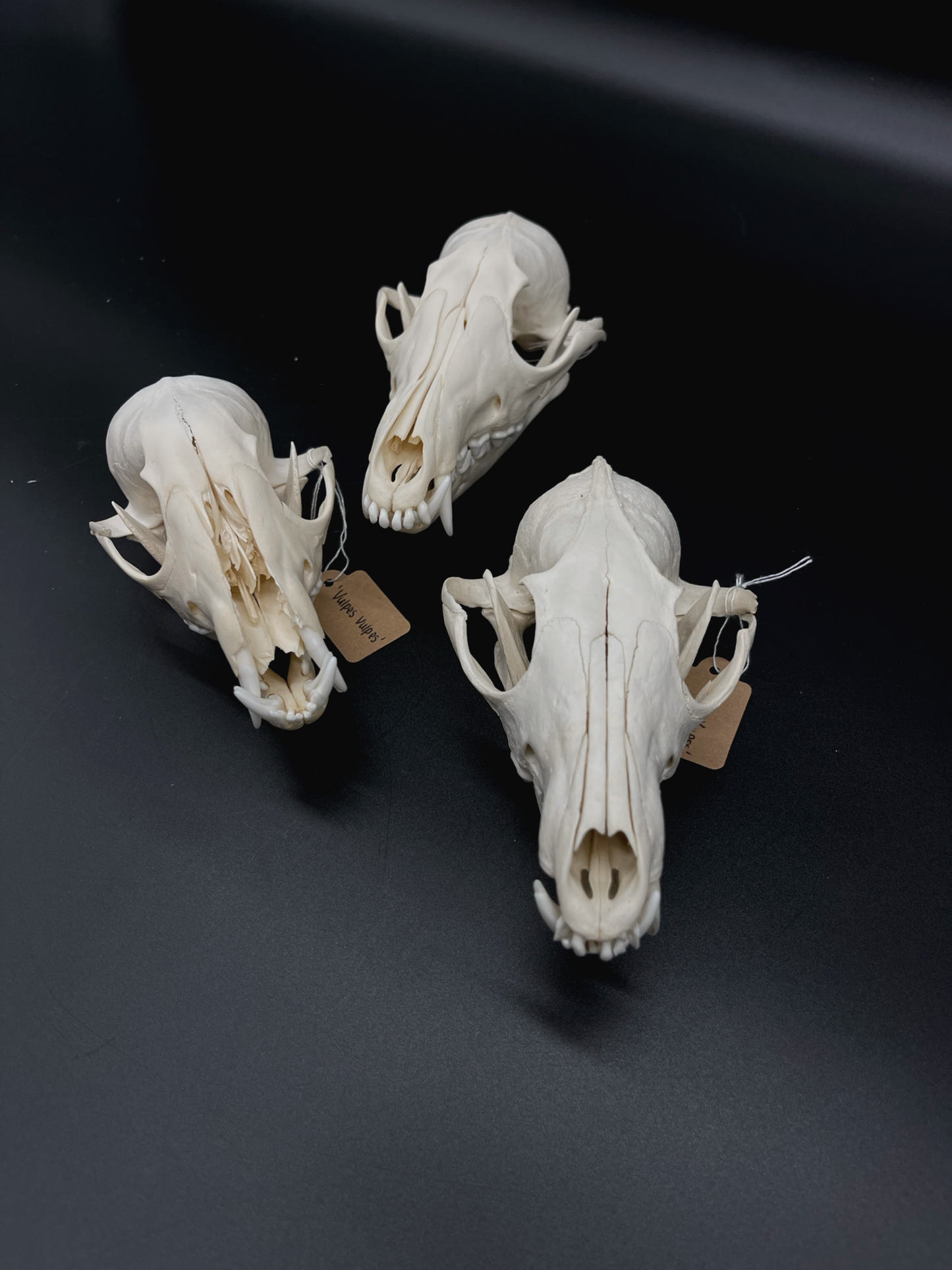 Craft Grade Red Fox Skull