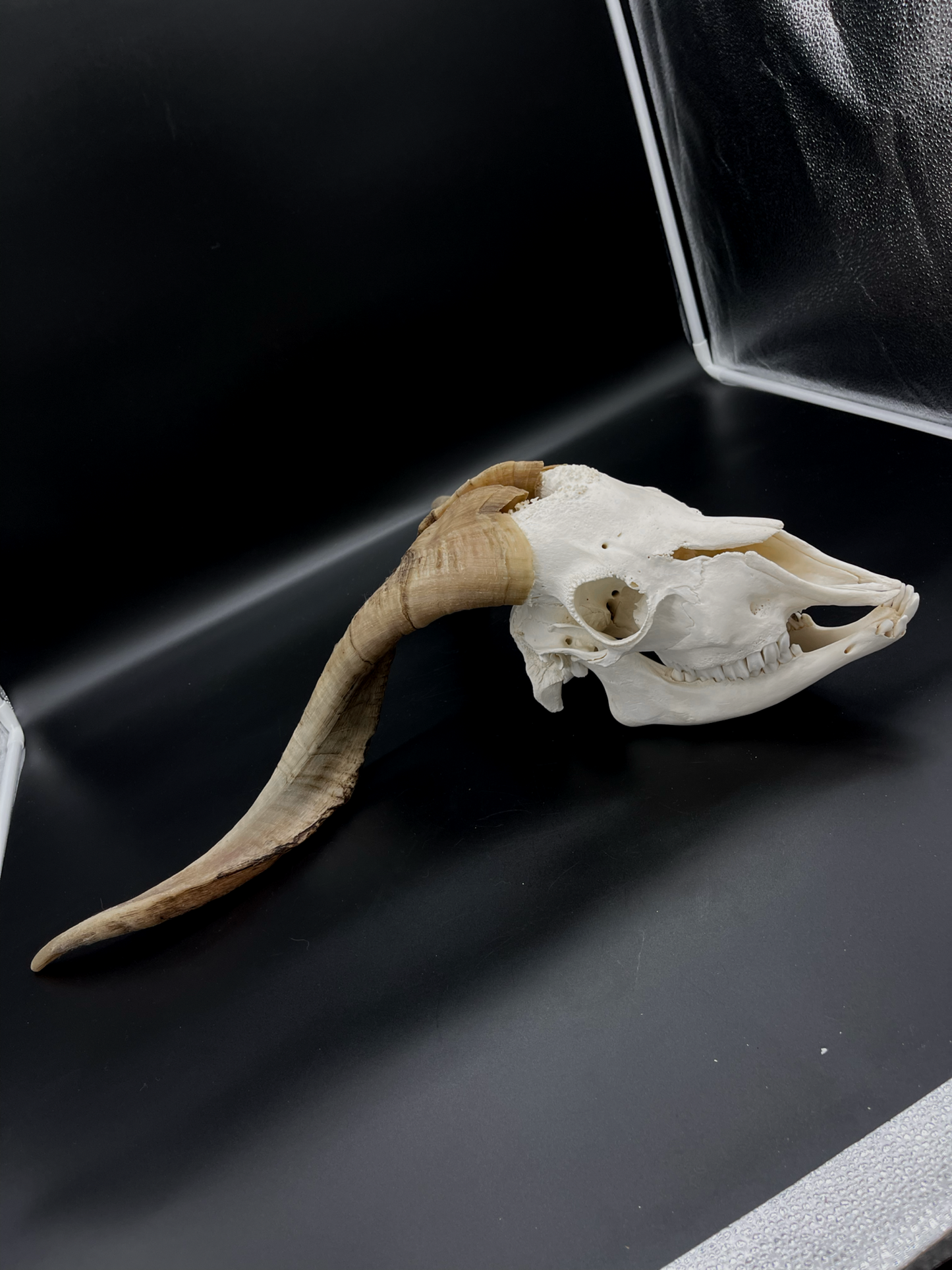 A- Grade Billy Goat Skull with Mandibles
