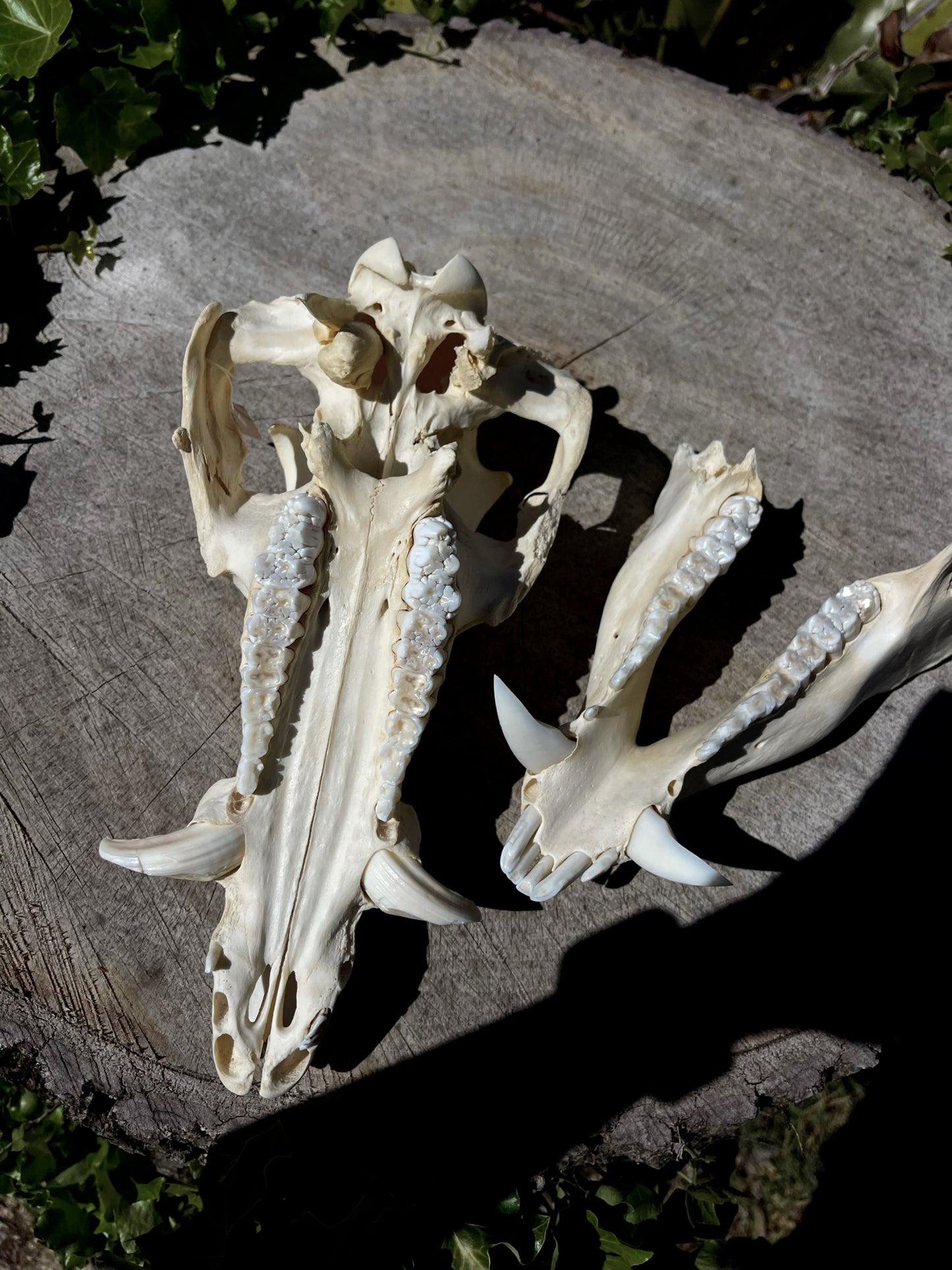 Craft Grade Wild Boar Skull