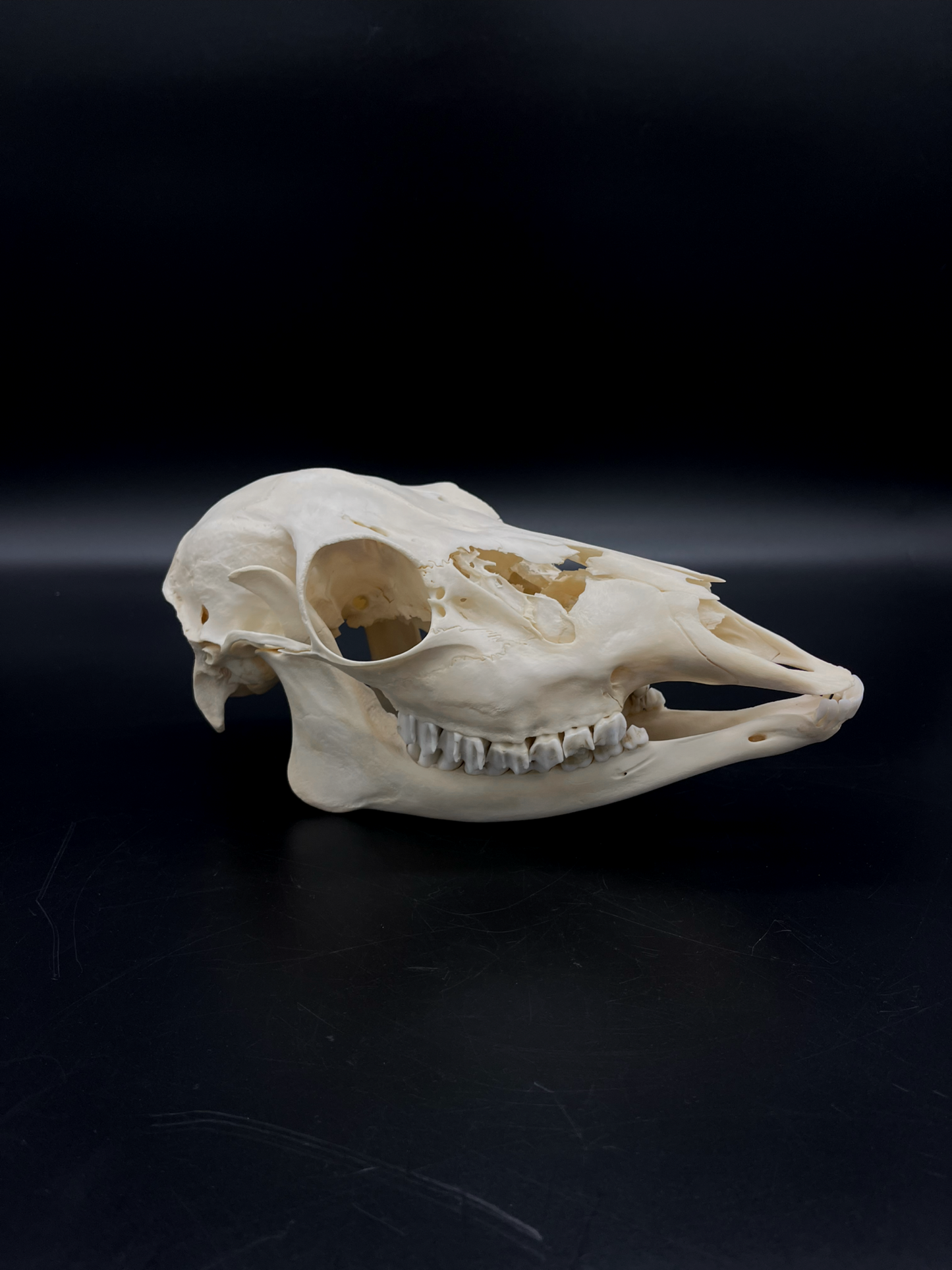 Craft Grade Fallow Doe skull w/ Mandibles