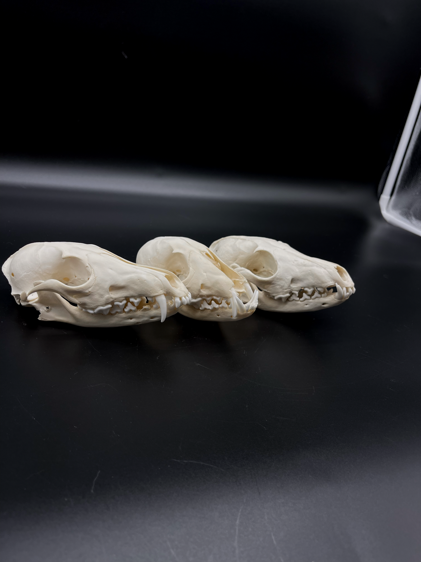 Craft Grade Red Fox Skull