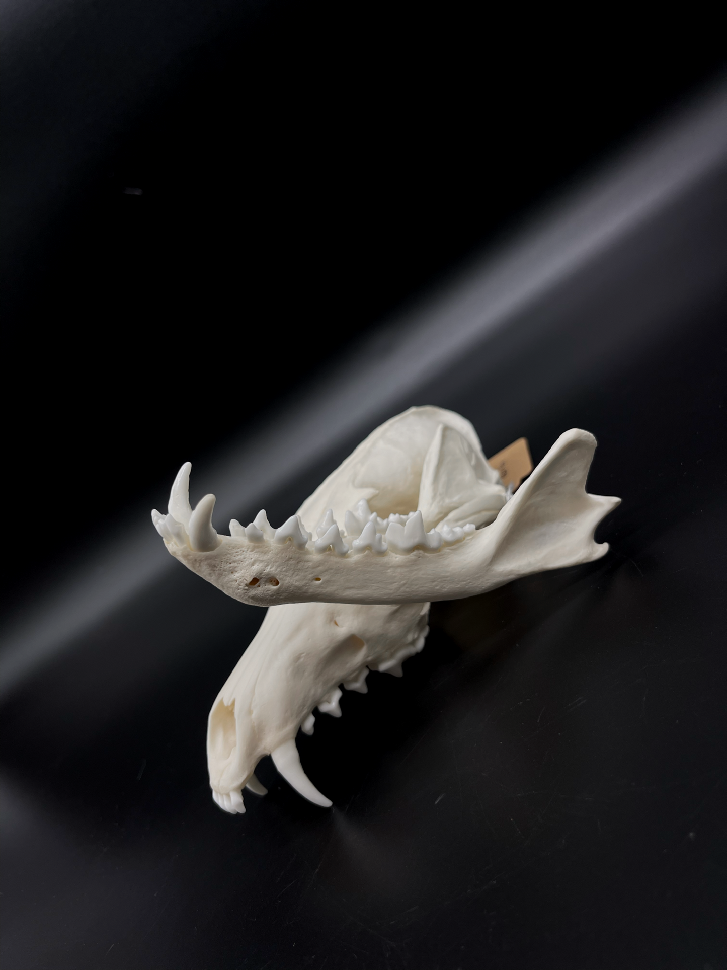 INTERACTIVE Pathological Red Fox Skull