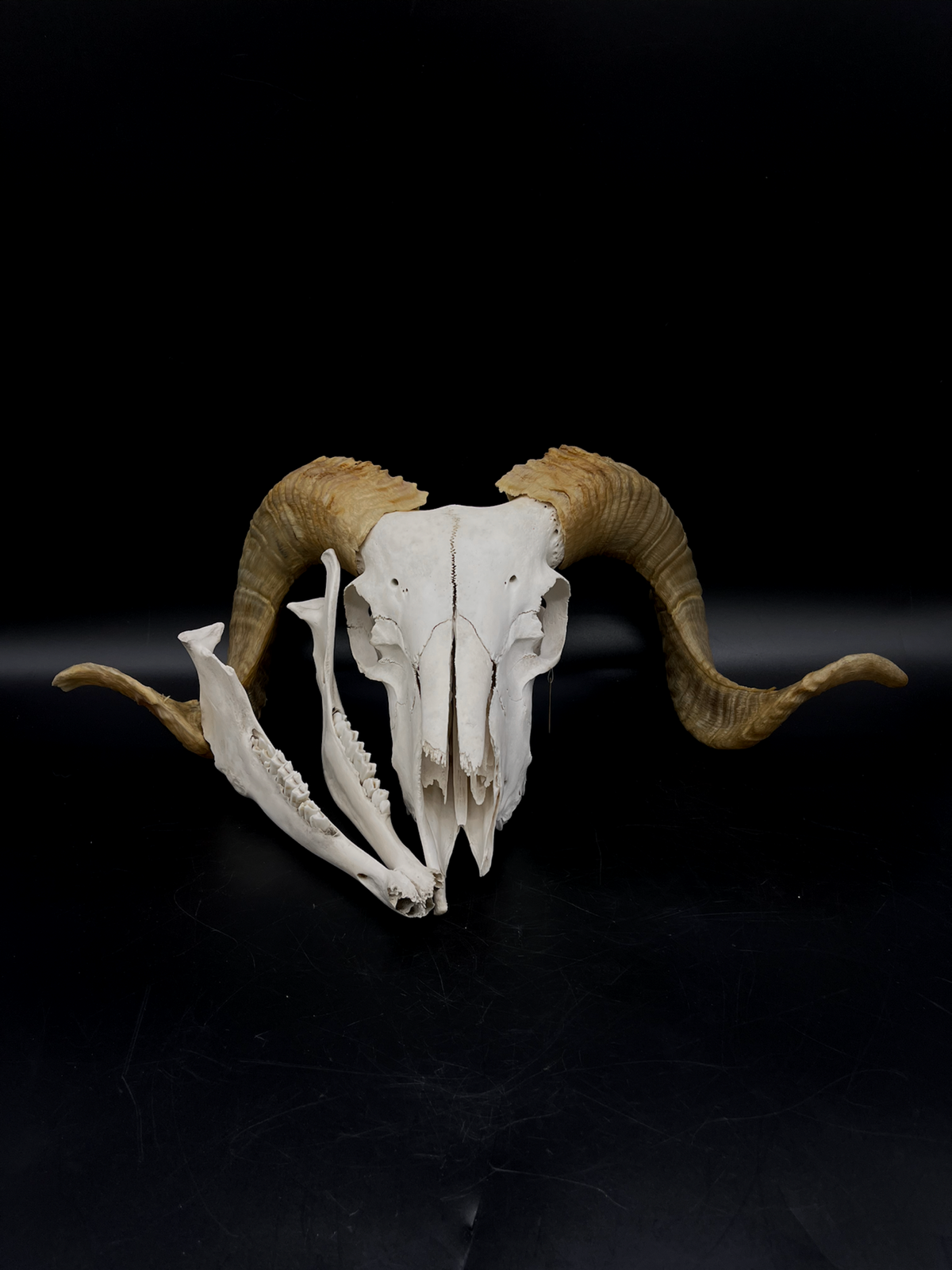 B Grade Merino Ram Skull + Mandibles