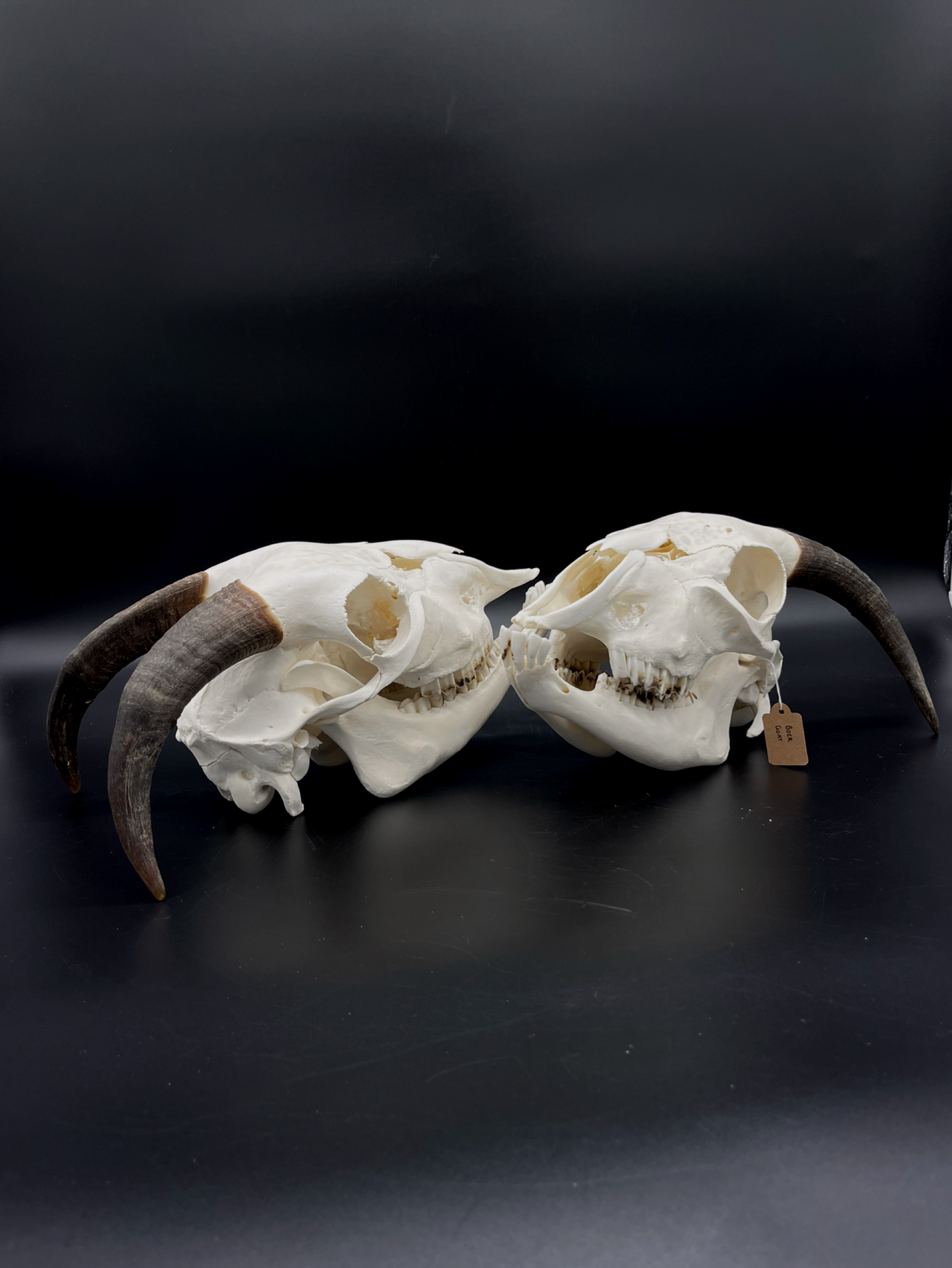 A- Juvenile Boer Goat Skull with Mandibles