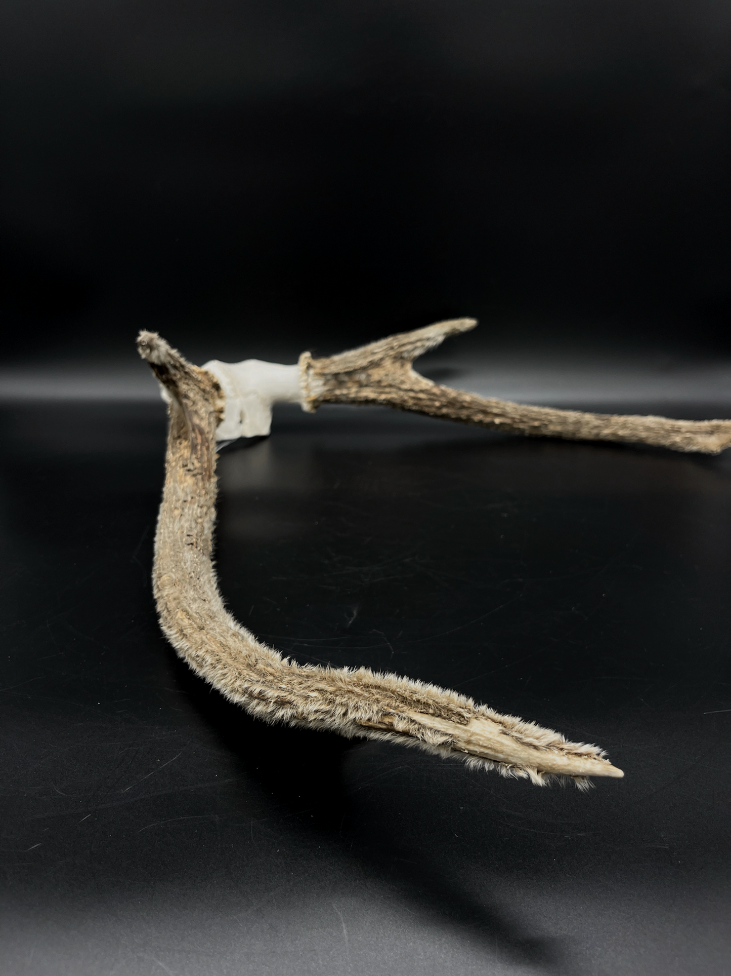 Sambar Antlers in Hard Velvet
