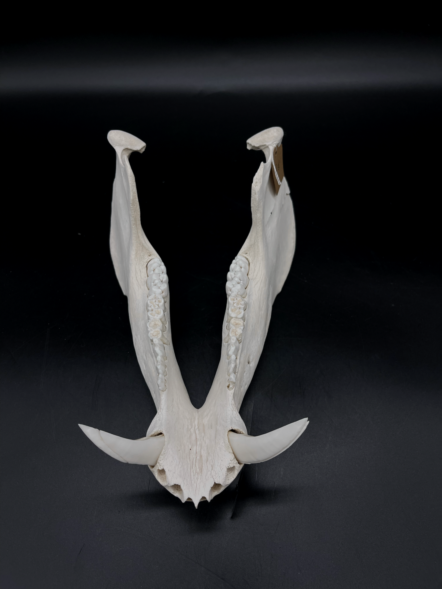 Craft Grade Wild Boar Tusks/Mandibles