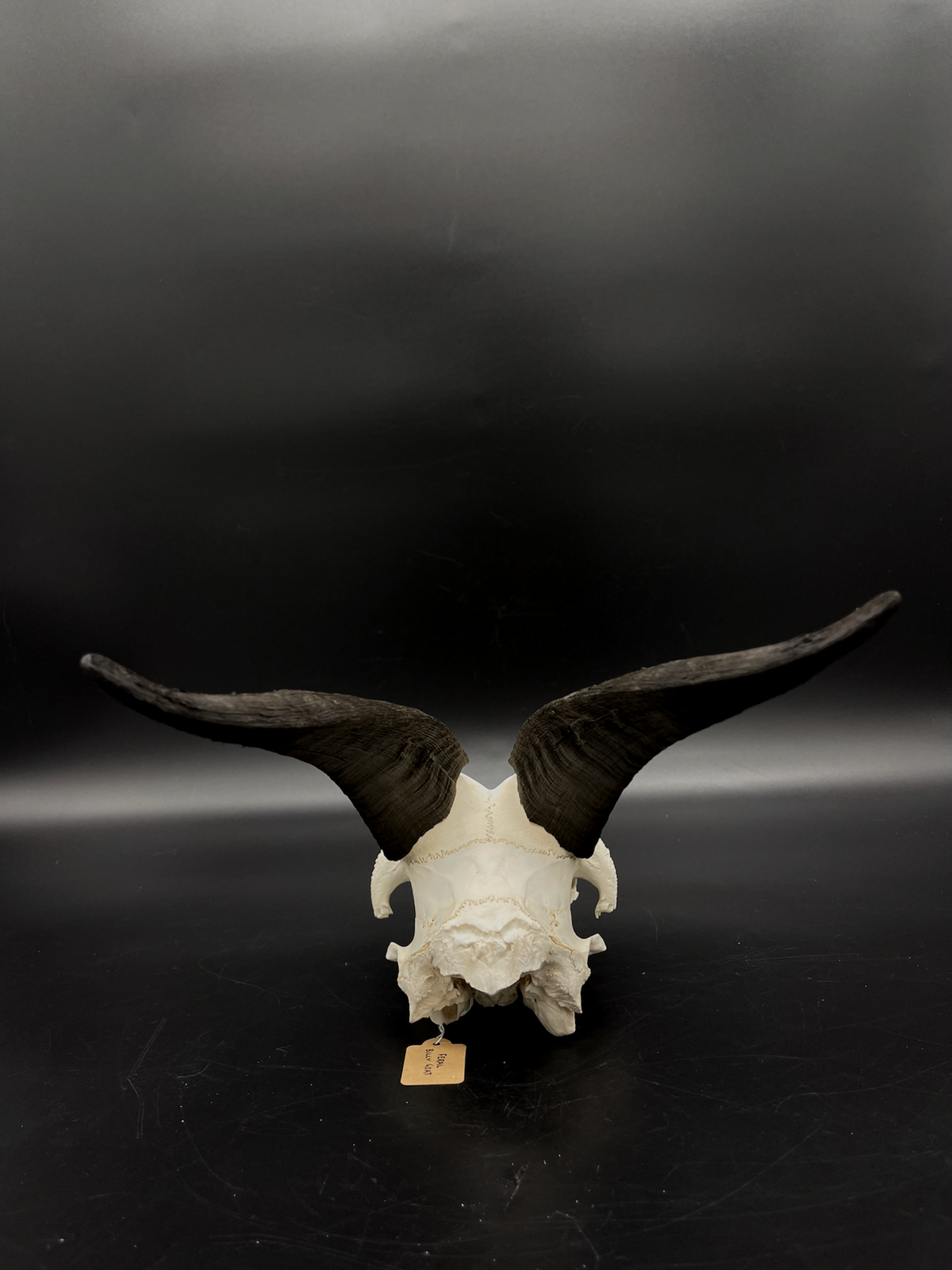 Craft Grade Rangeland Billy Goat Skull Cap