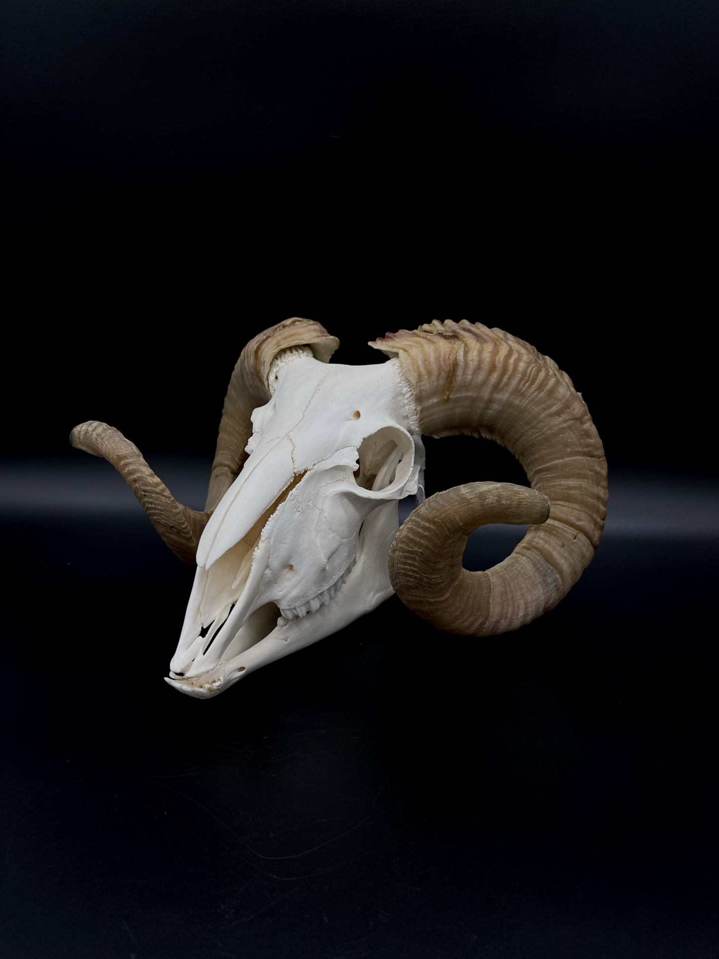 B Grade Merino Ram Skull with Mandibles