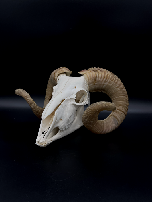 B Grade Merino Ram Skull with Mandibles