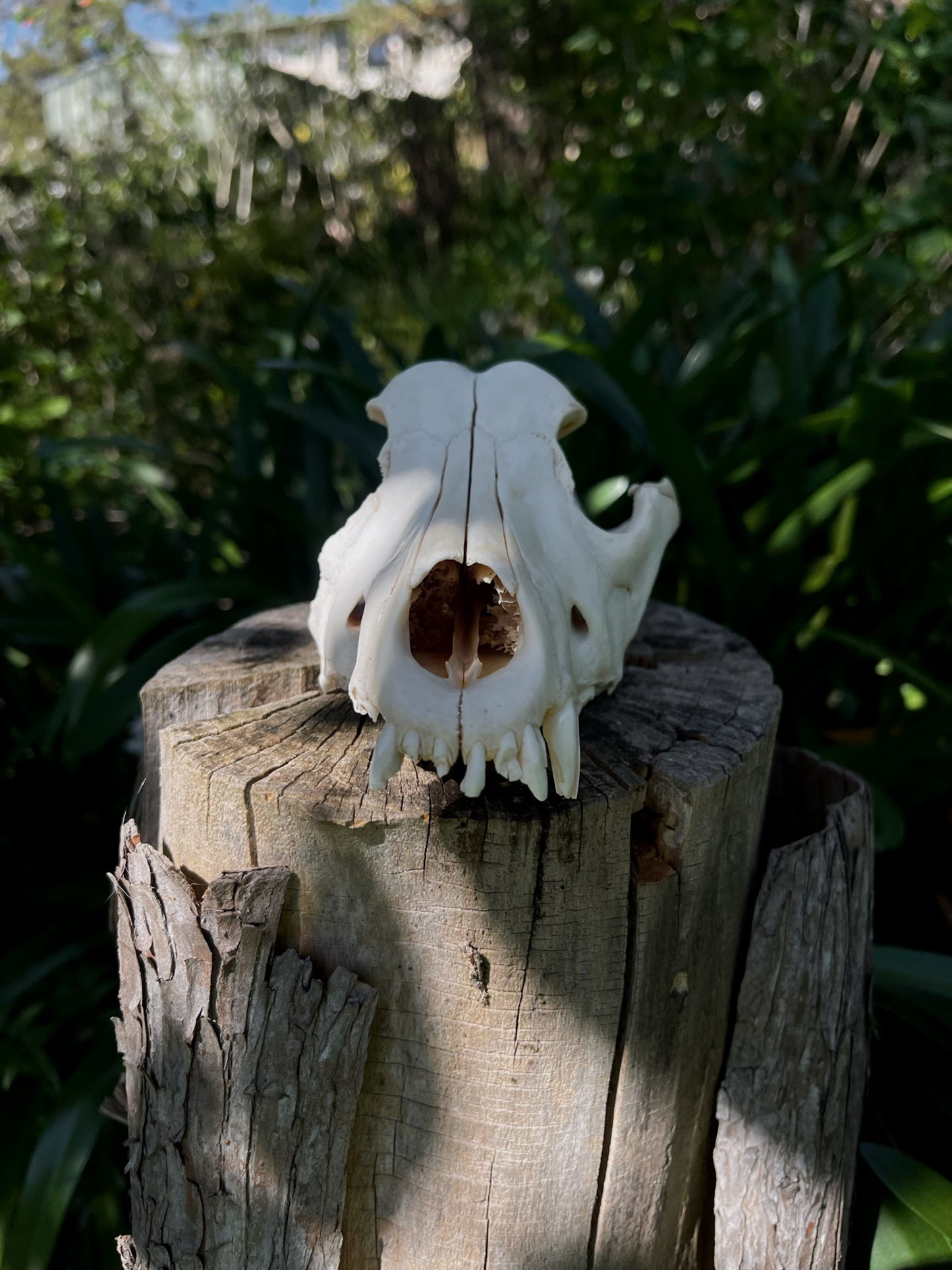 Partial Kelpie Mix skull