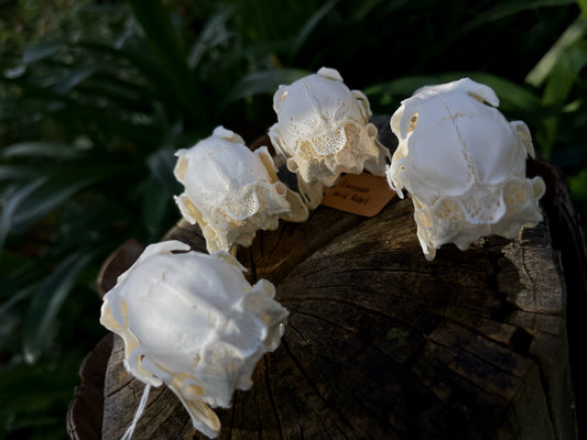 (Craft Grade) European Rabbit Skull