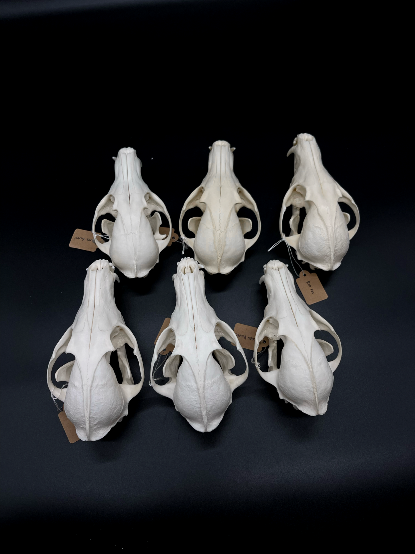 A- Grade Red Fox Skull