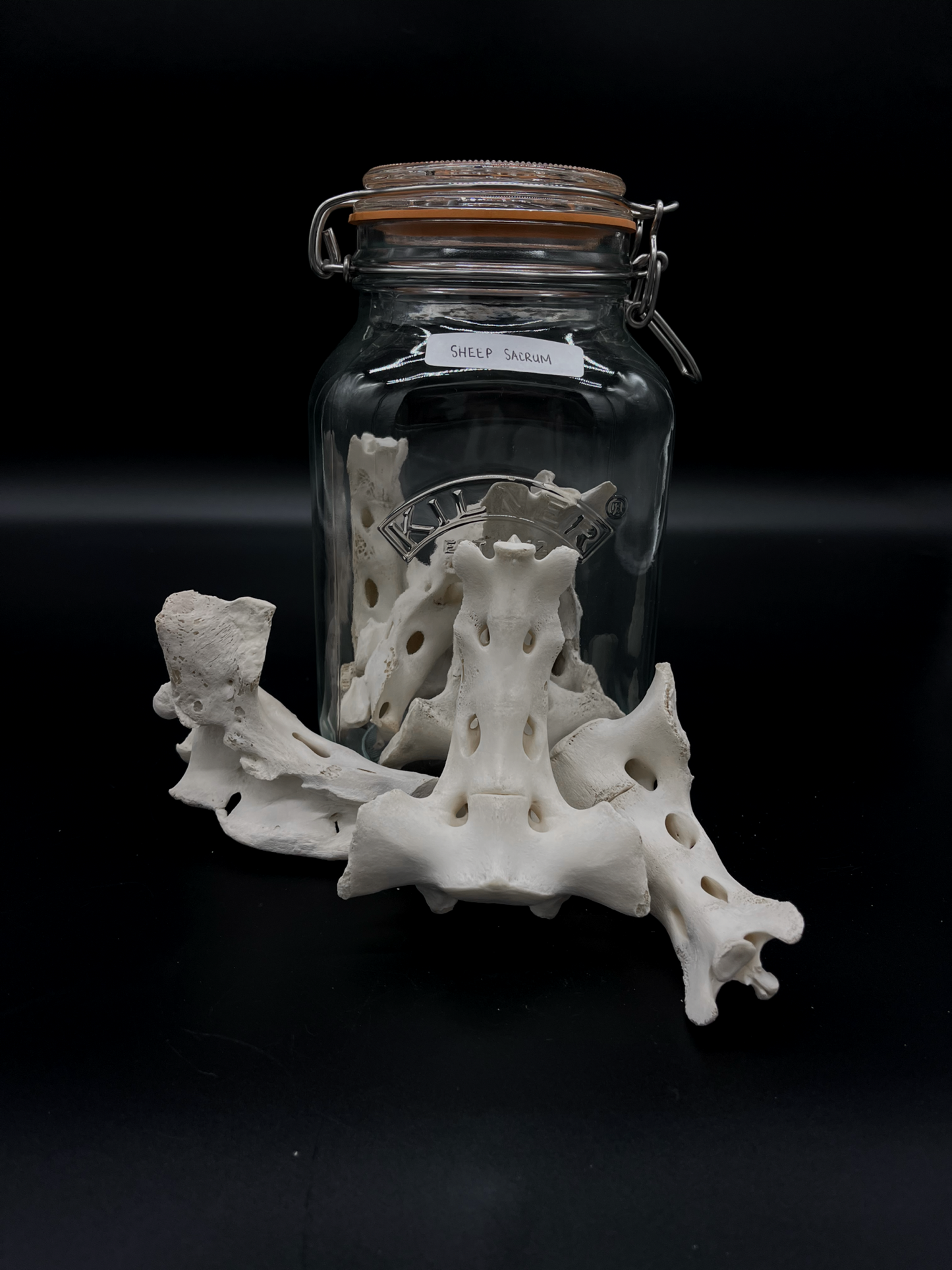 Sheep Sacrum