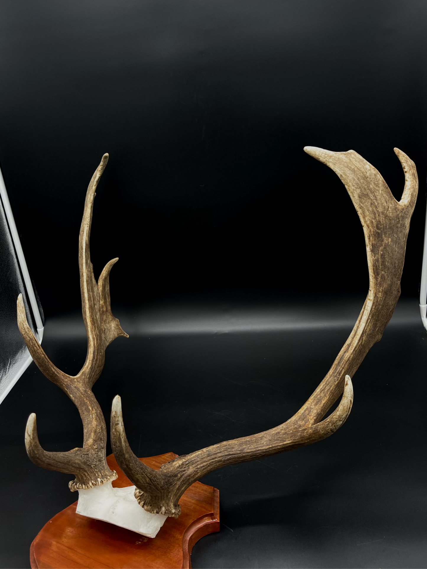 Fallow Buck Skull Cap European Mount