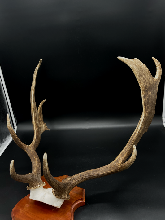 Fallow Buck Skull Cap European Mount