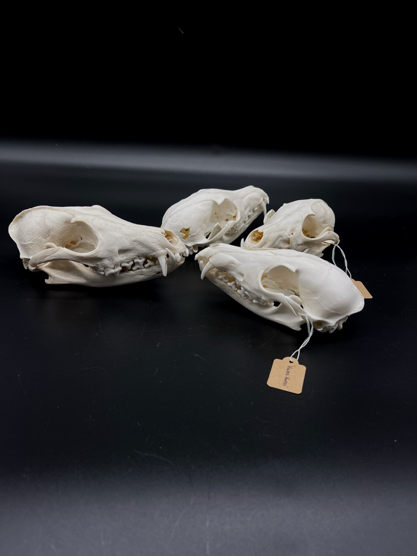 B Grade Red Fox Skull