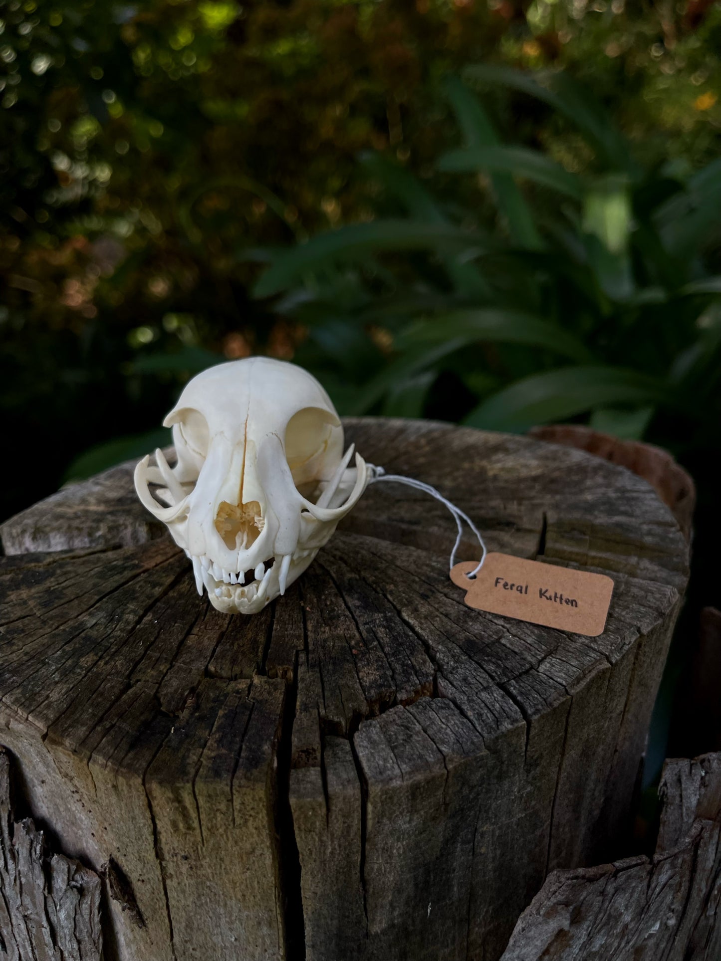 Feral Kitten Skull (B Grade)