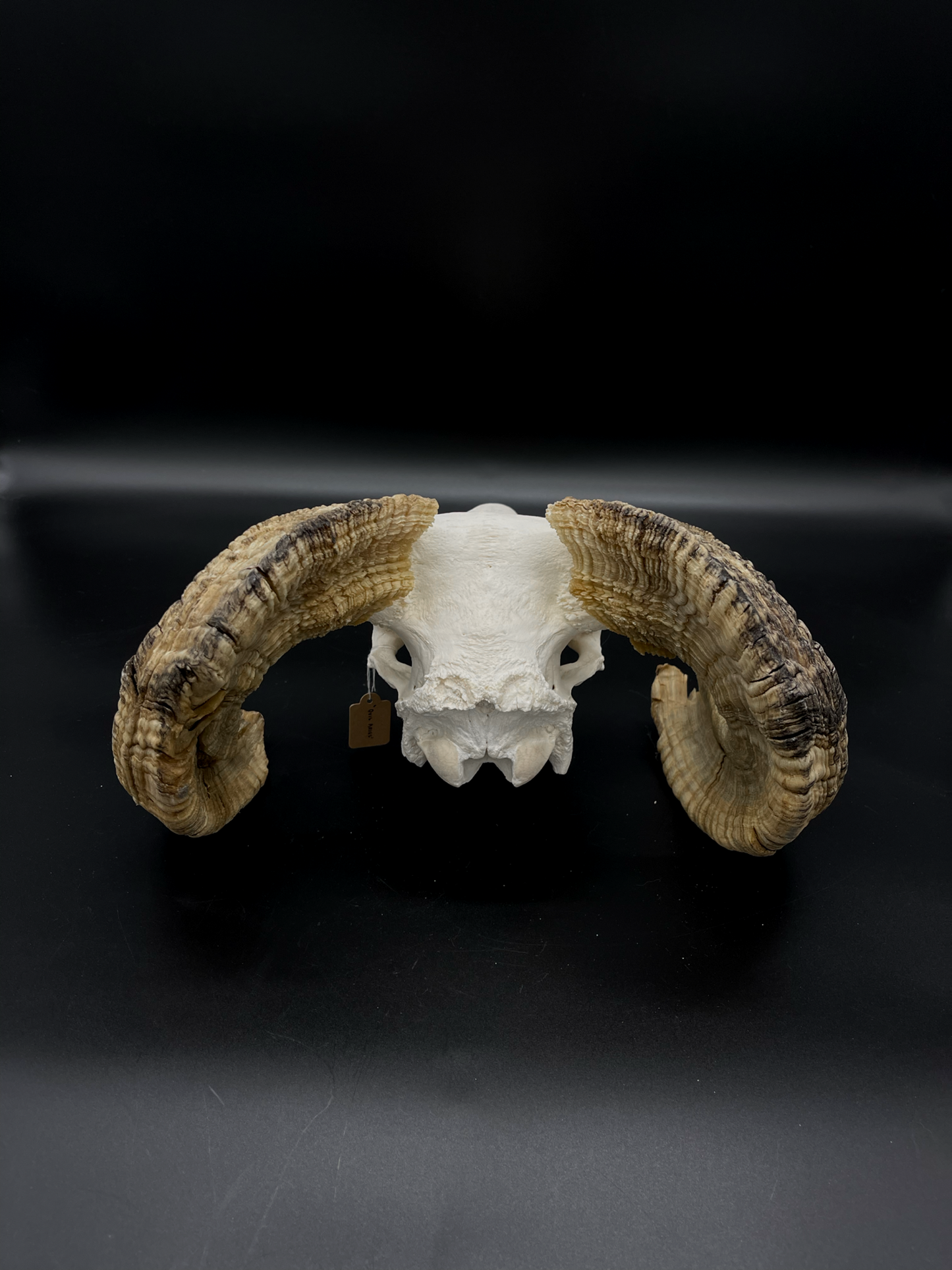 Craft Grade Merino Ram Skull
