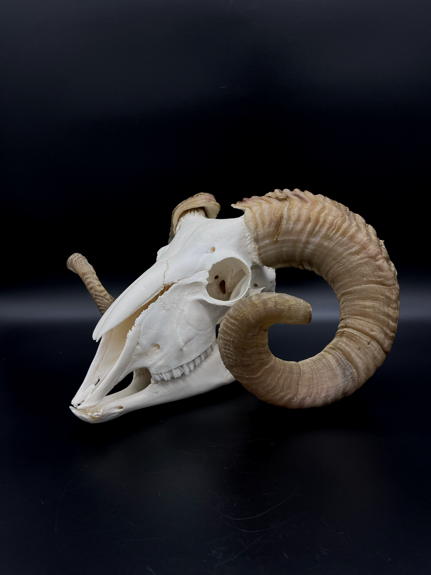 B Grade Merino Ram Skull with Mandibles