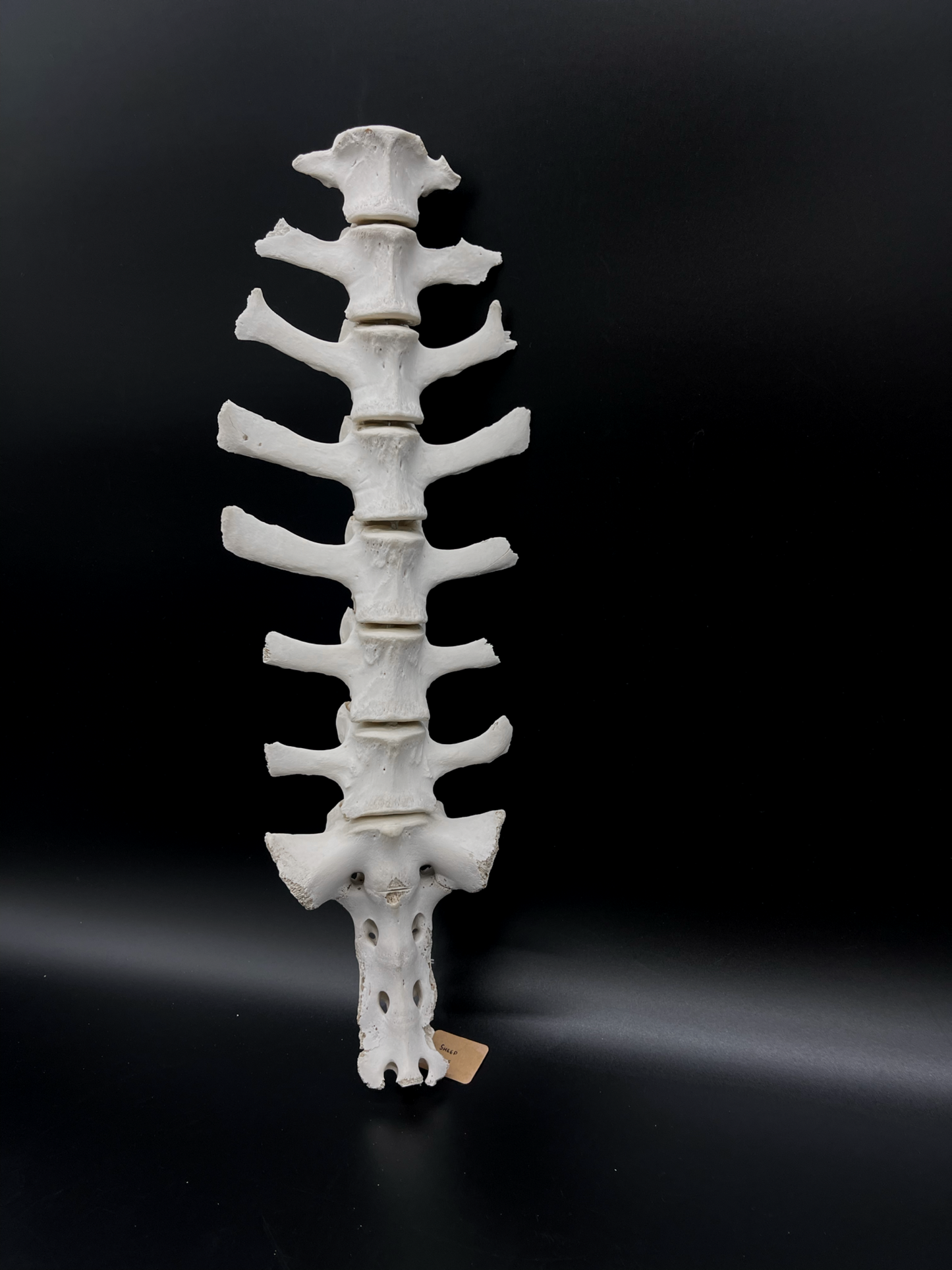 B Grade Articulated Sheep Spine
