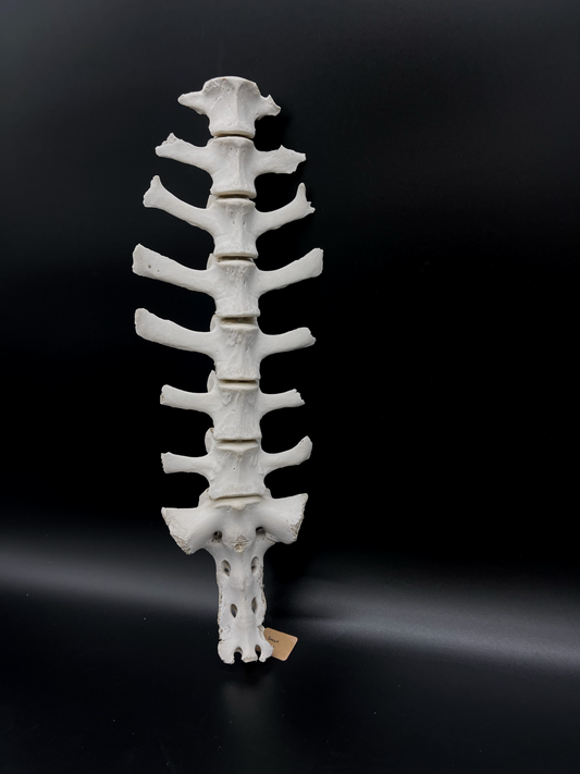 B Grade Articulated Sheep Spine