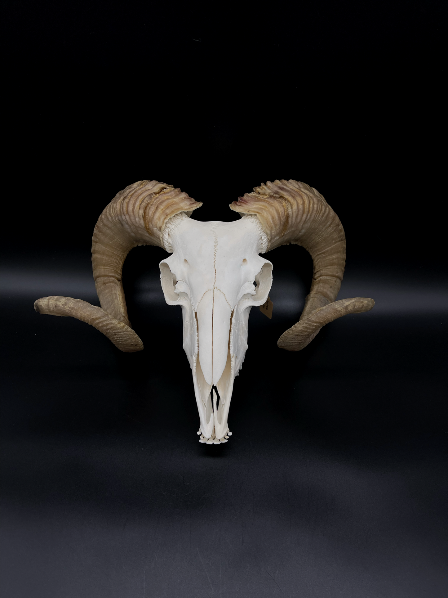 B Grade Merino Ram Skull with Mandibles
