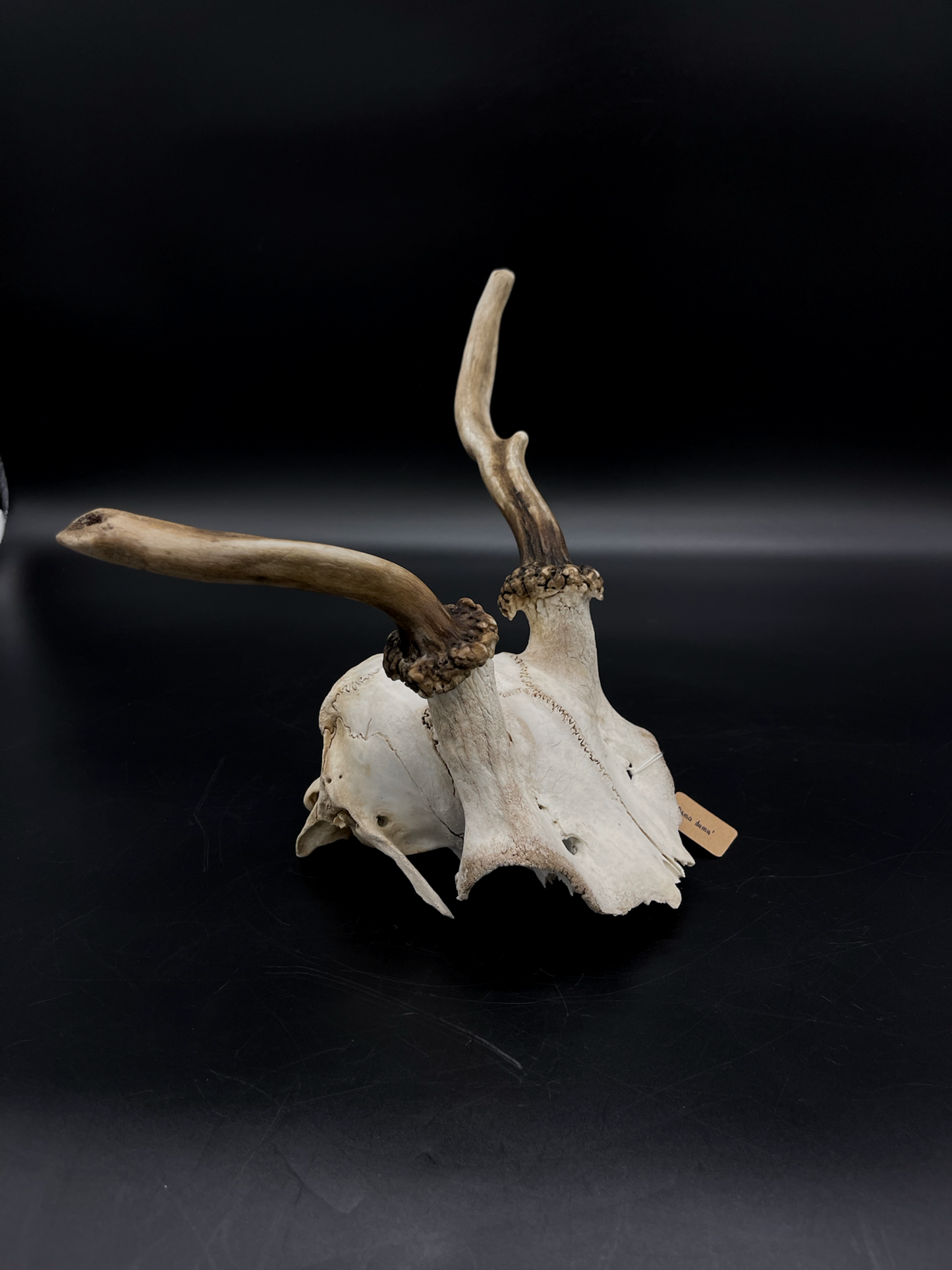 Craft Grade Fallow Spiker Skull Cap