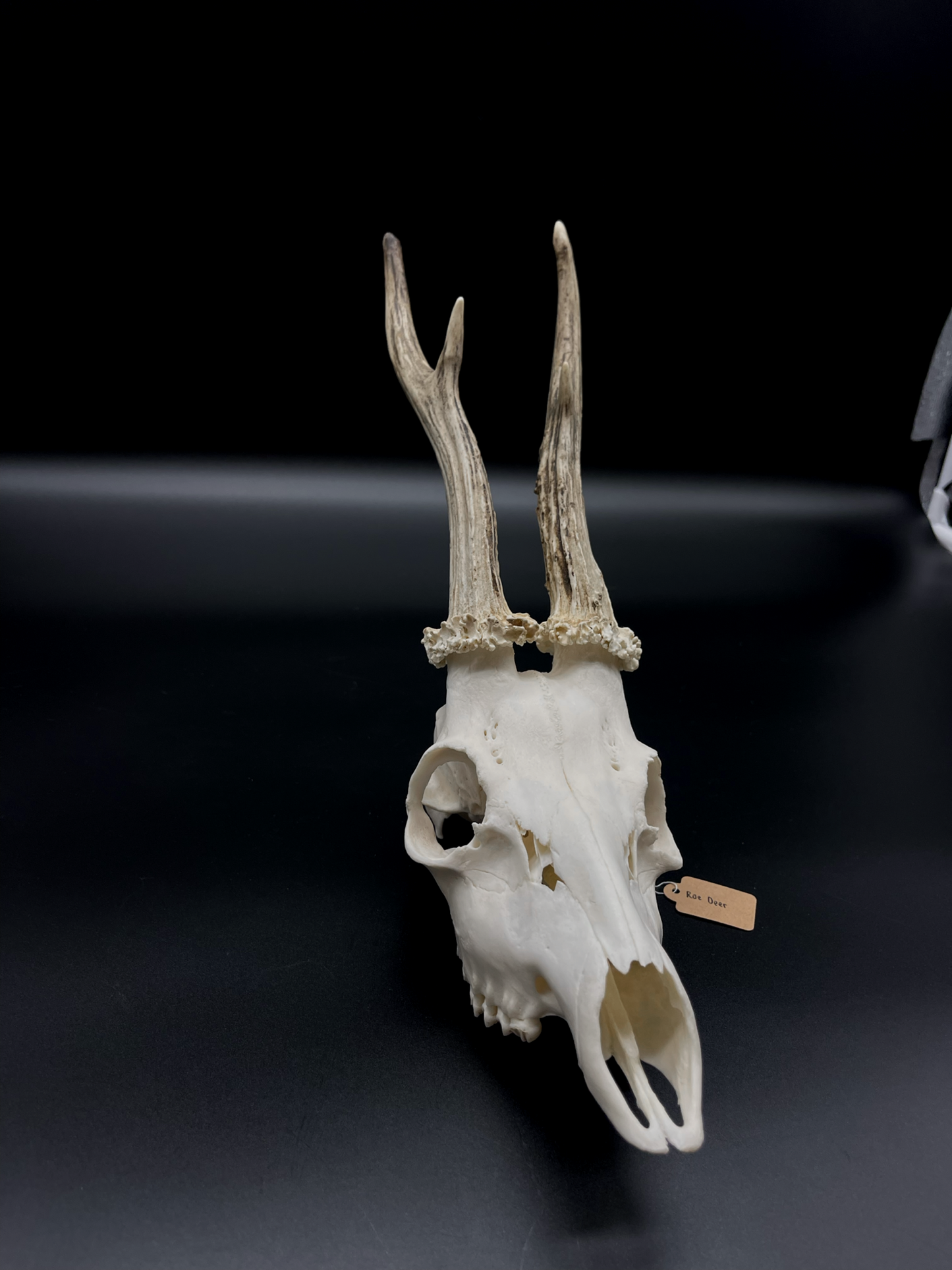 Roe Buck Skull (Poland)
